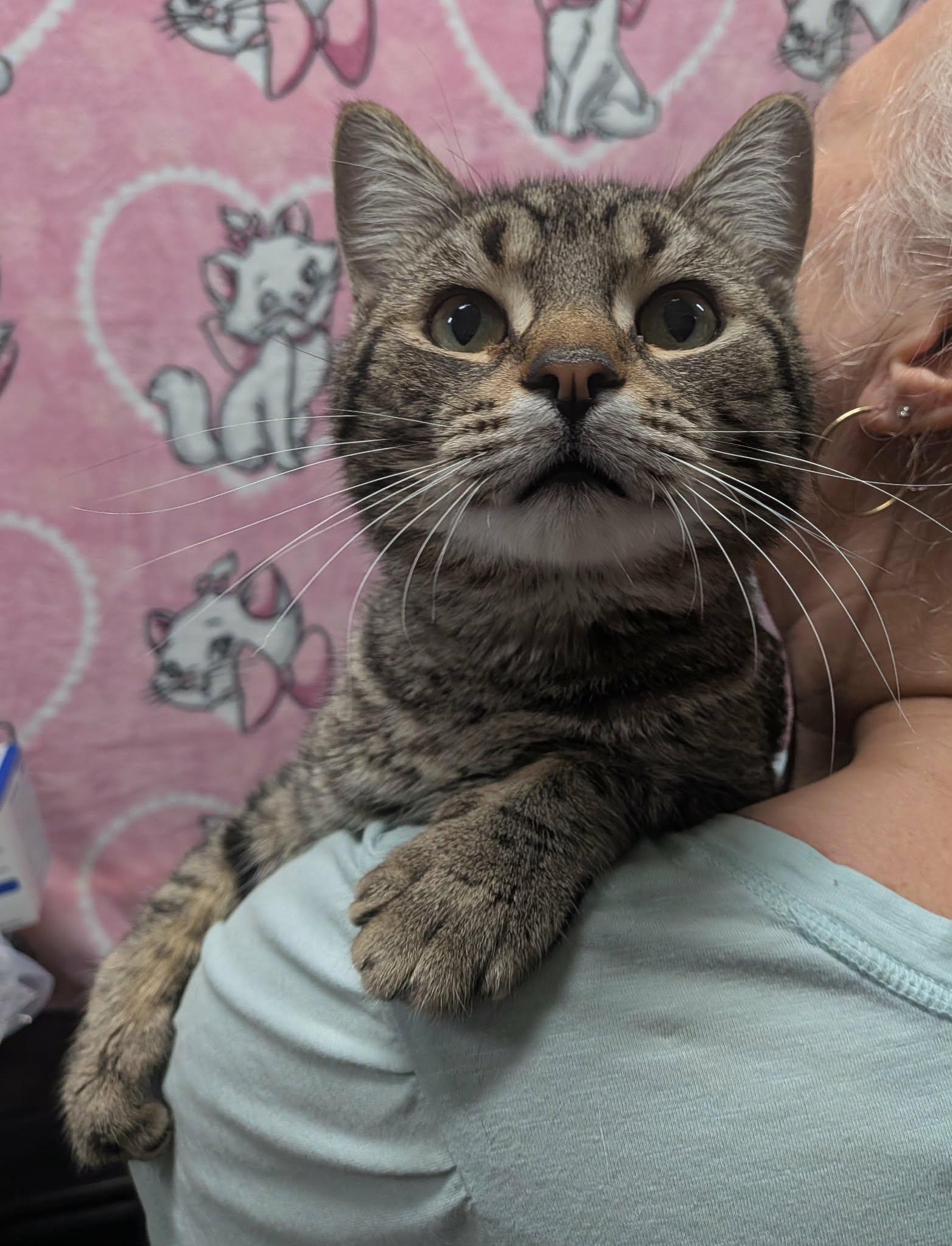 PHINEAS, a Adoptable Domestic Short Hair in Tillsonburg, ON image 6/6