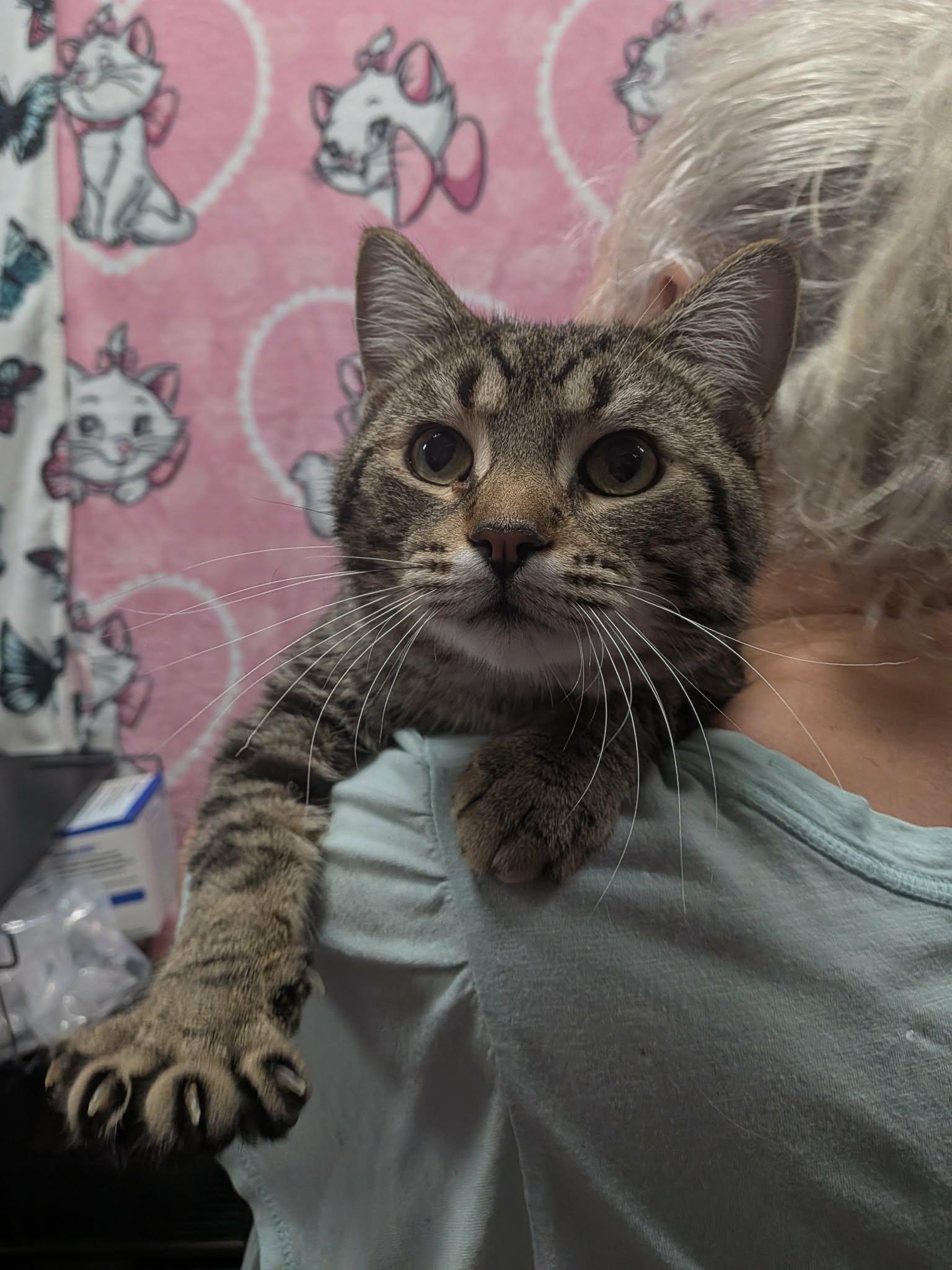 PHINEAS, a Adoptable Domestic Short Hair in Tillsonburg, ON image 1/6