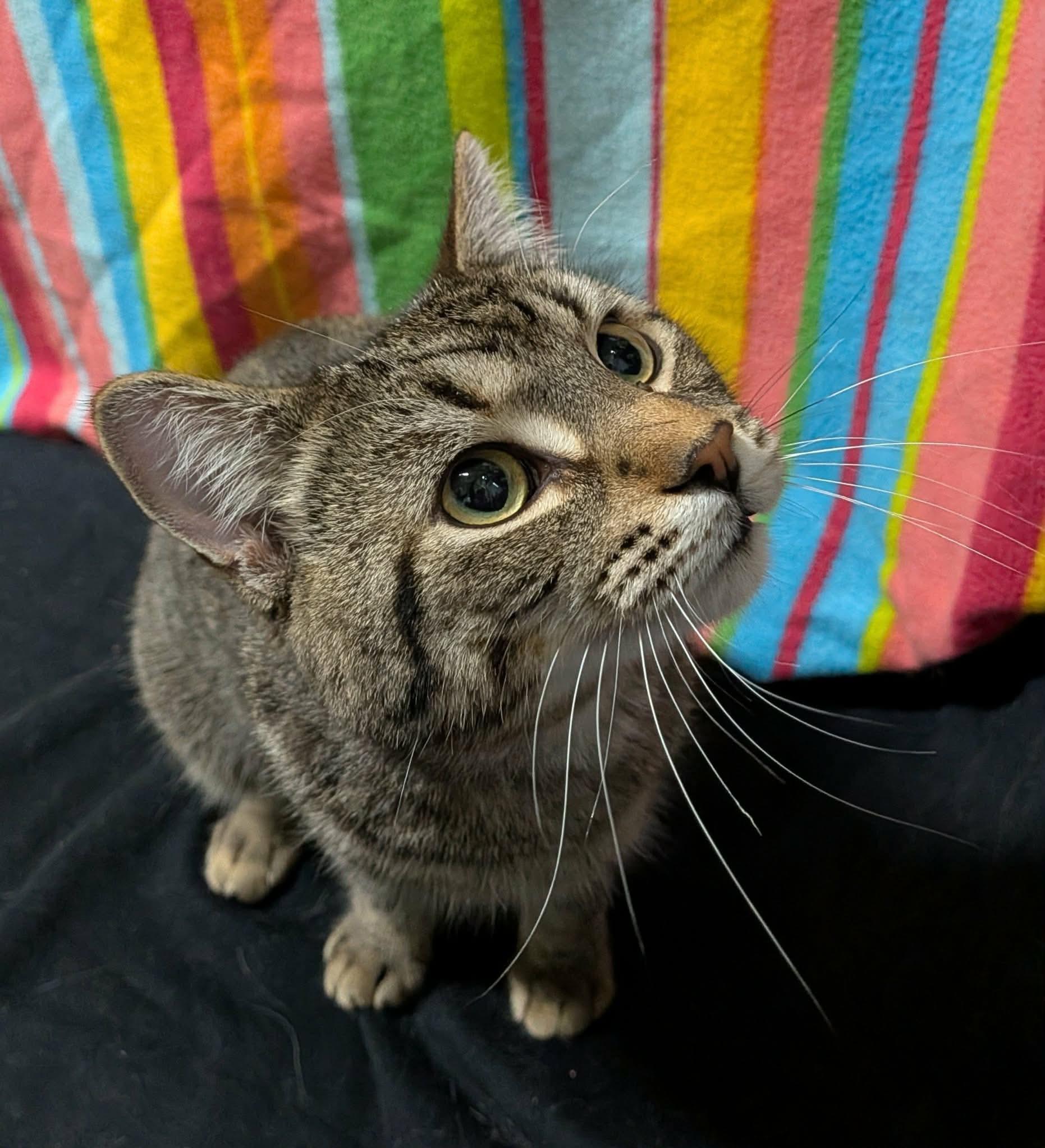 PHINEAS, a Adoptable Domestic Short Hair in Tillsonburg, ON image 3/6