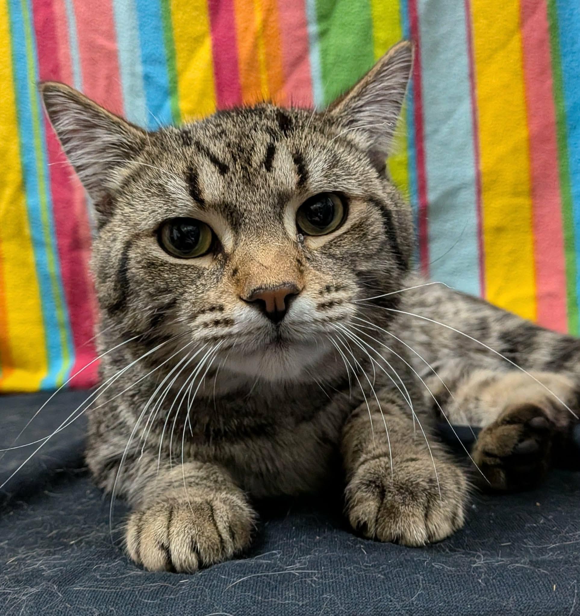 PHINEAS, a Adoptable Domestic Short Hair in Tillsonburg, ON image 2/6