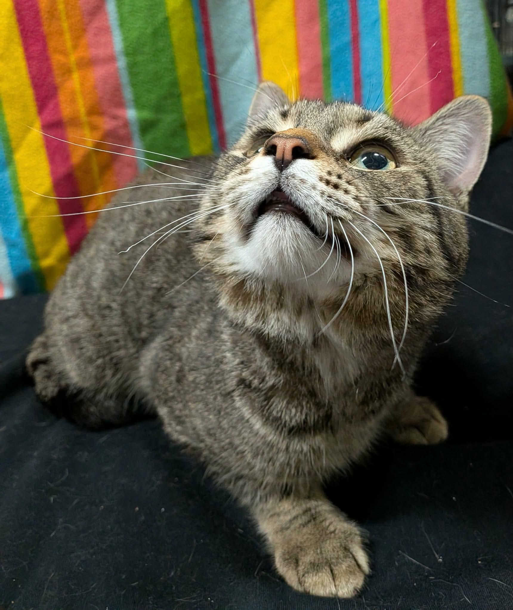 PHINEAS, a Adoptable Domestic Short Hair in Tillsonburg, ON image 4/6