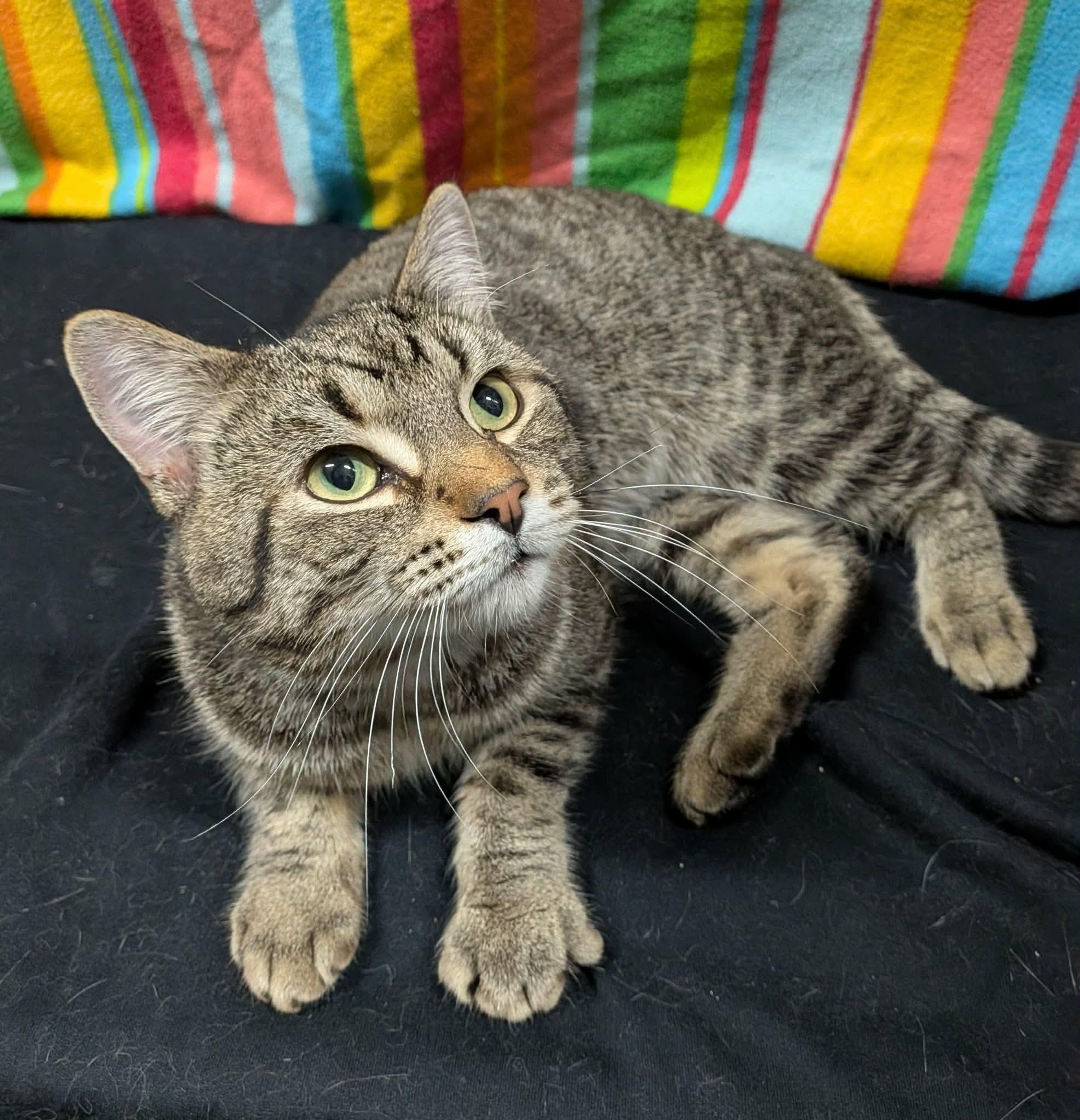 PHINEAS, a Adoptable Domestic Short Hair in Tillsonburg, ON image 5/6