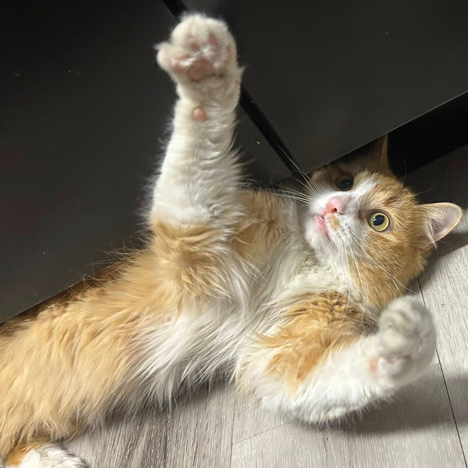 Enlarge Rome, an adopted Domestic Long Hair in Queen Creek, AZ image 1/6