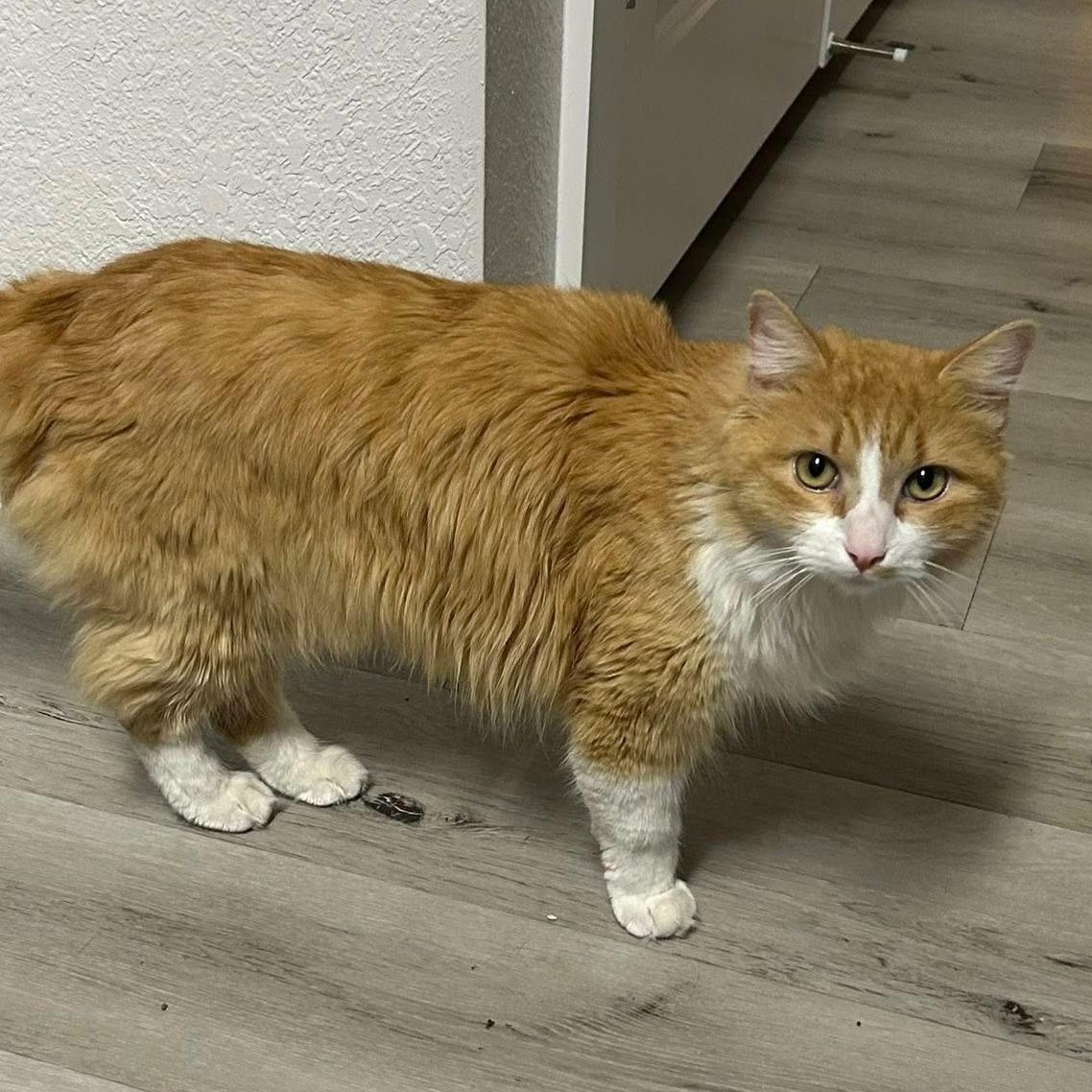 Enlarge Rome, an adopted Domestic Long Hair in Queen Creek, AZ image 2/6