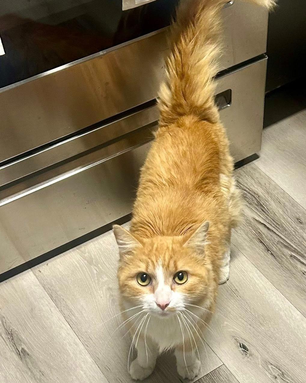 Enlarge Rome, an adopted Domestic Long Hair in Queen Creek, AZ image 3/6