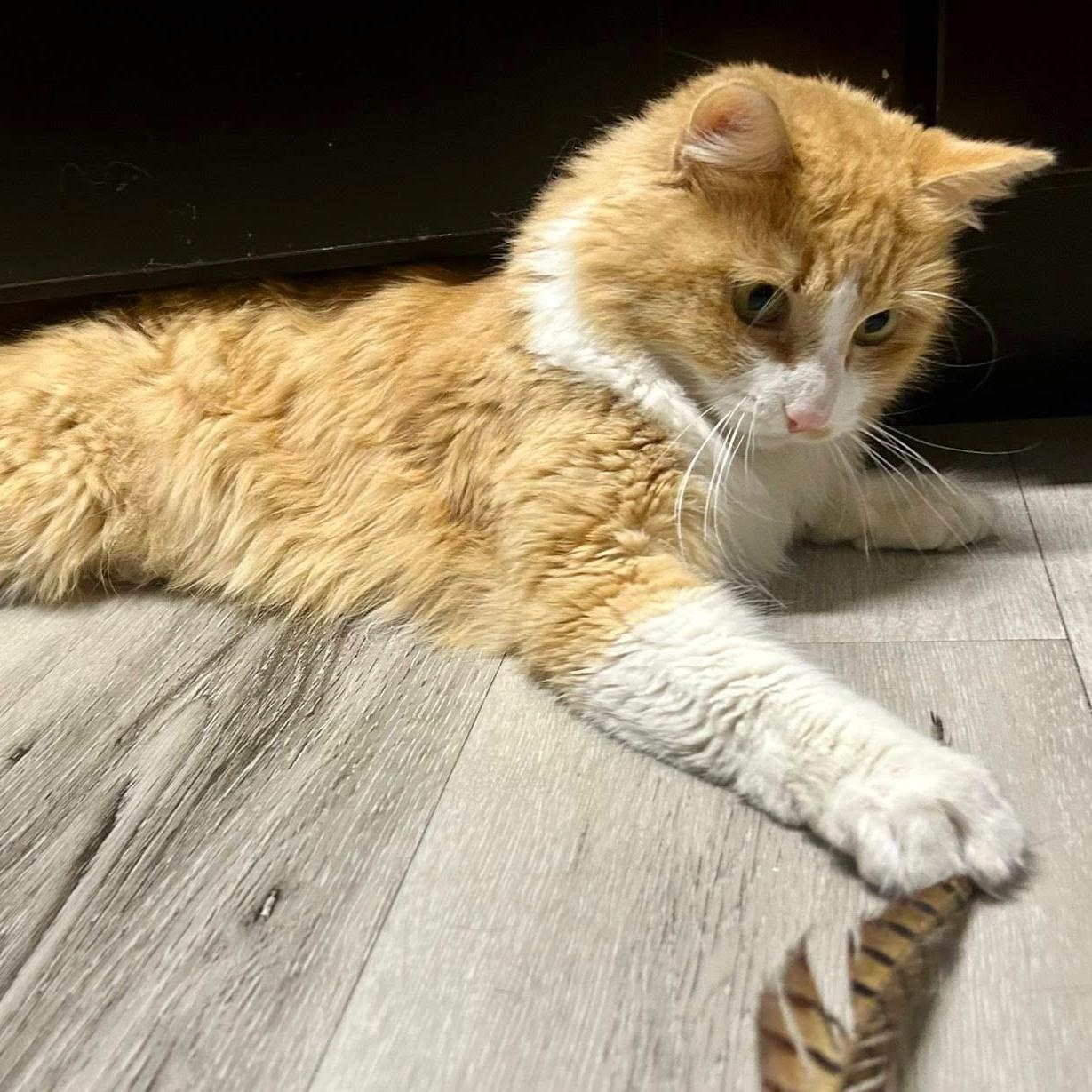 Enlarge Rome, an adopted Domestic Long Hair in Queen Creek, AZ image 4/6