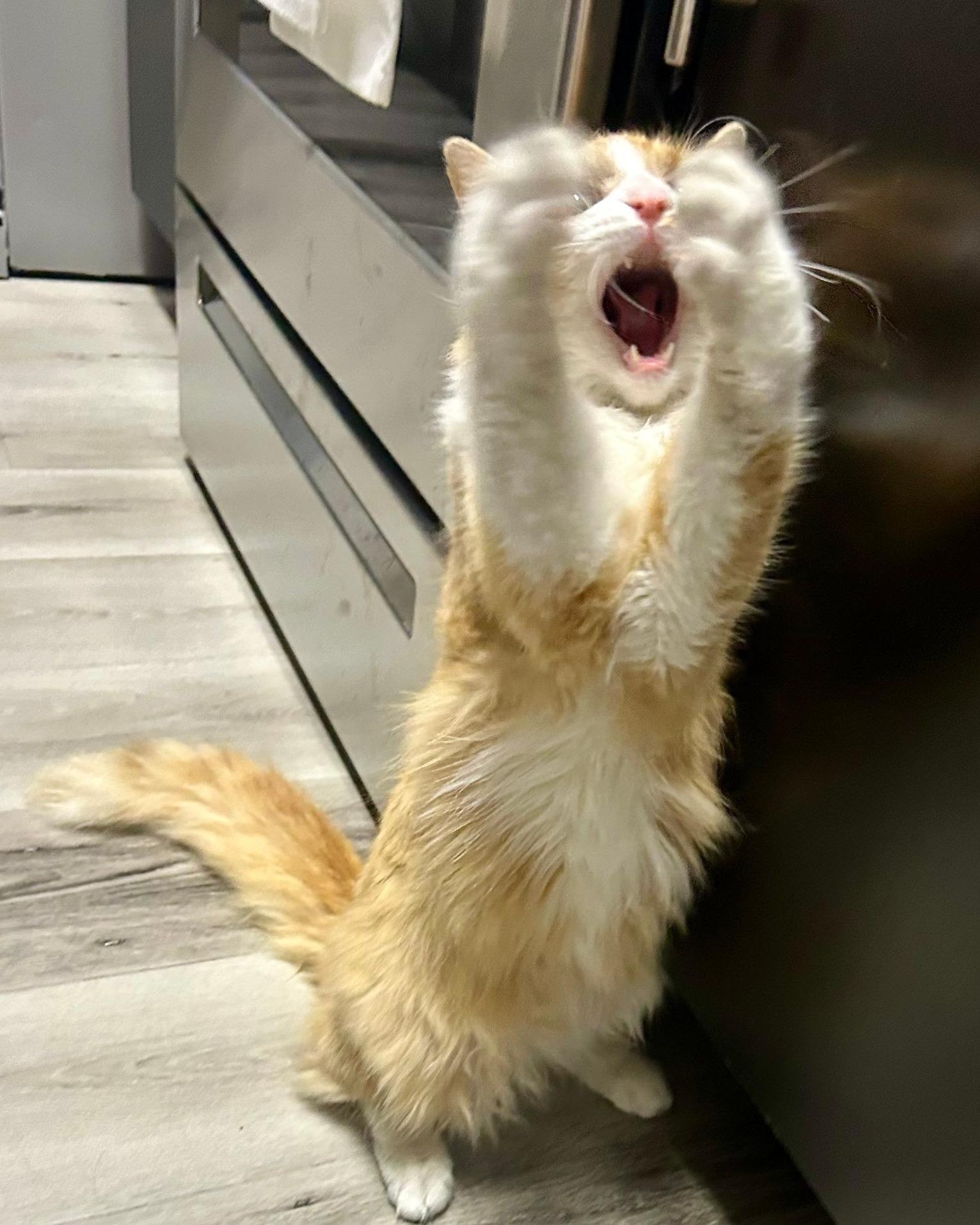 Enlarge Rome, an adopted Domestic Long Hair in Queen Creek, AZ image 6/6