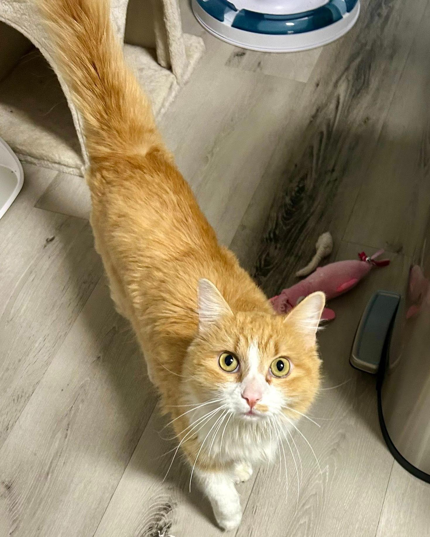 Enlarge Rome, an adopted Domestic Long Hair in Queen Creek, AZ image 5/6