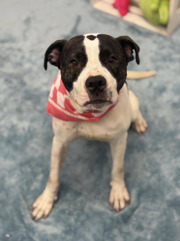 Red Robin, Adoptable, Young Female American Bulldog & Mixed Breed.
