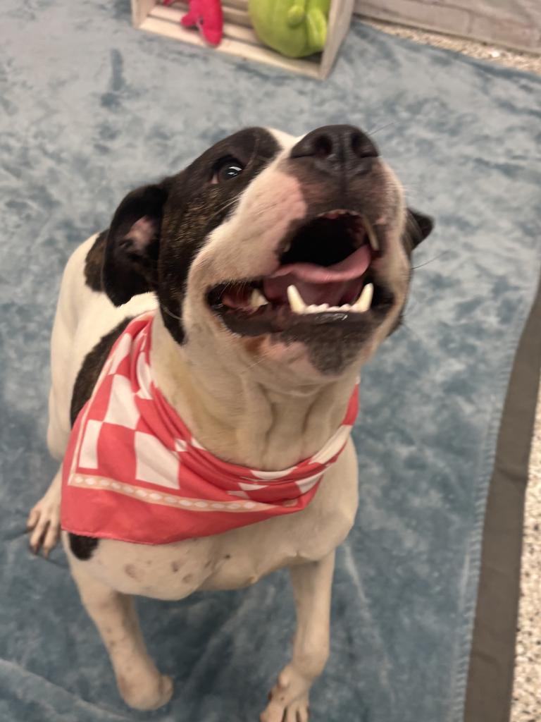 Enlarge Red Robin, a Adoptable mixed breed in Detroit, MI image 2/6