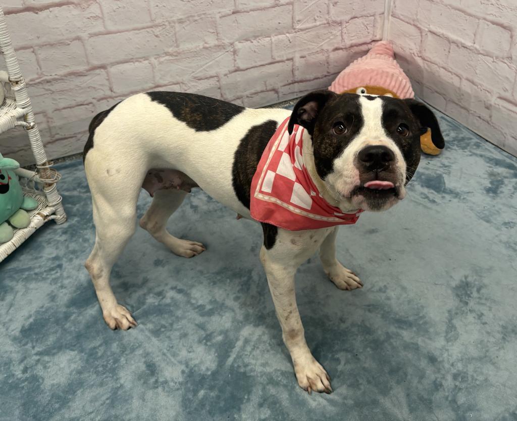 Enlarge Red Robin, a Adoptable mixed breed in Detroit, MI image 3/6