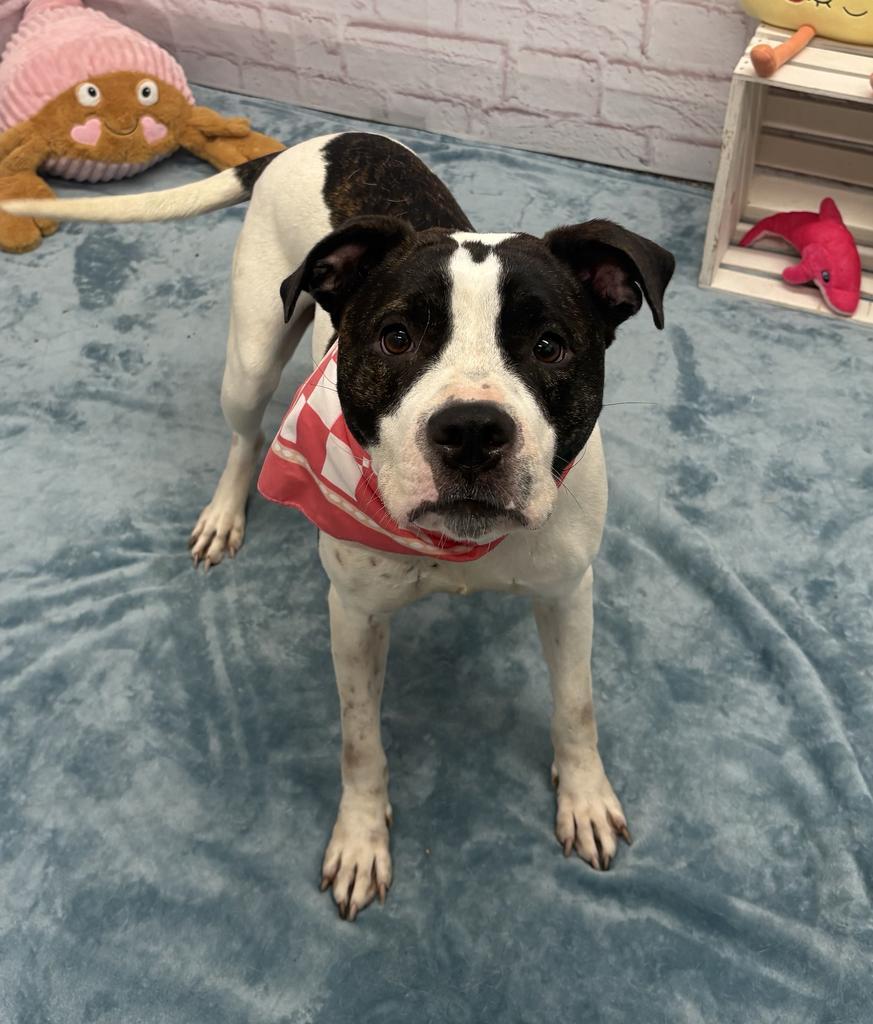 Enlarge Red Robin, a Adoptable mixed breed in Detroit, MI image 4/6