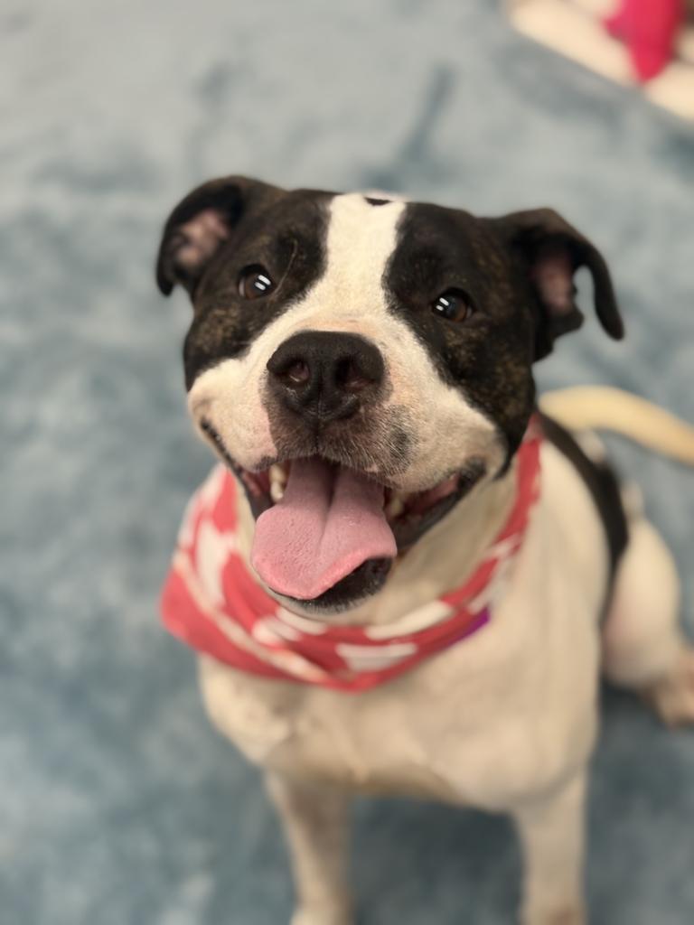 Enlarge Red Robin, a Adoptable mixed breed in Detroit, MI image 5/6