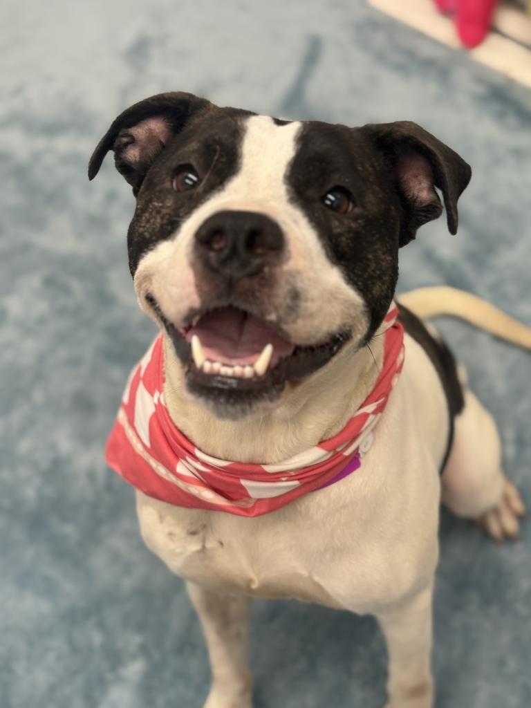 Enlarge Red Robin, a Adoptable mixed breed in Detroit, MI image 6/6