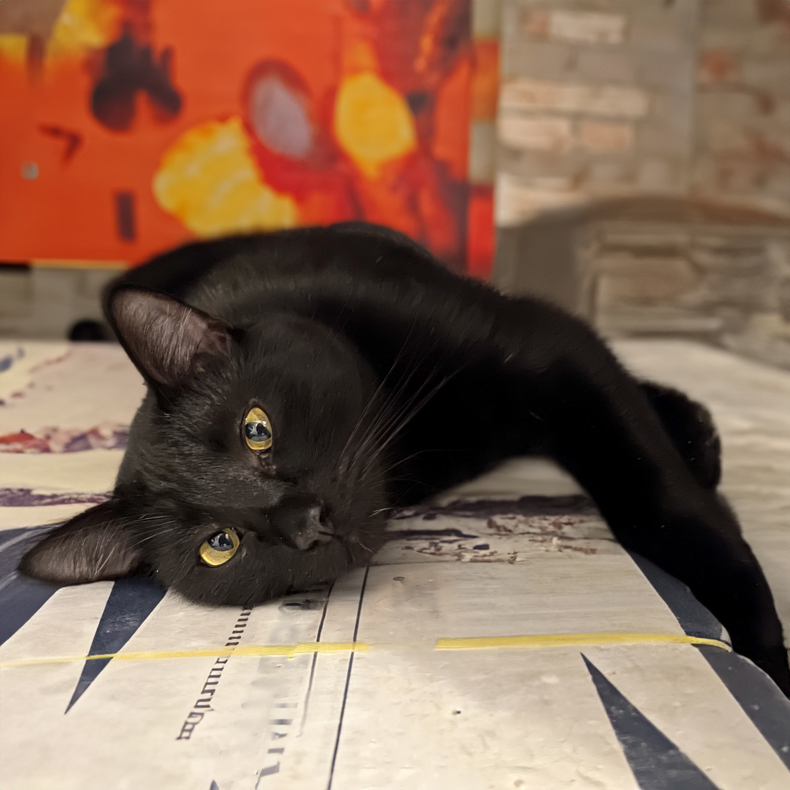 Augustus, Adoptable, Young Male Bombay & Domestic Short Hair.