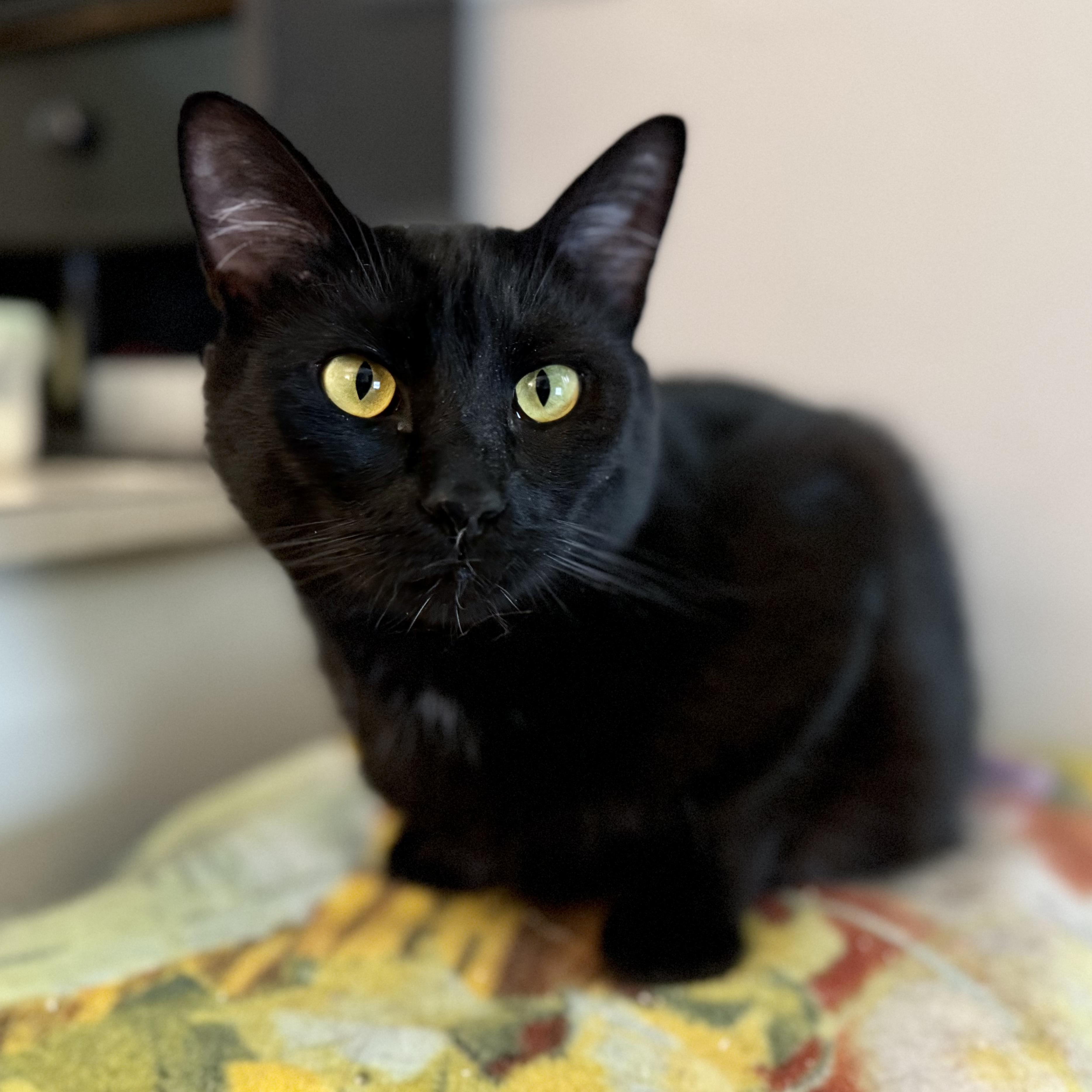 Augustus, an adoptable Bombay, Domestic Short Hair in Benicia, CA, 94510 | Photo Image 3
