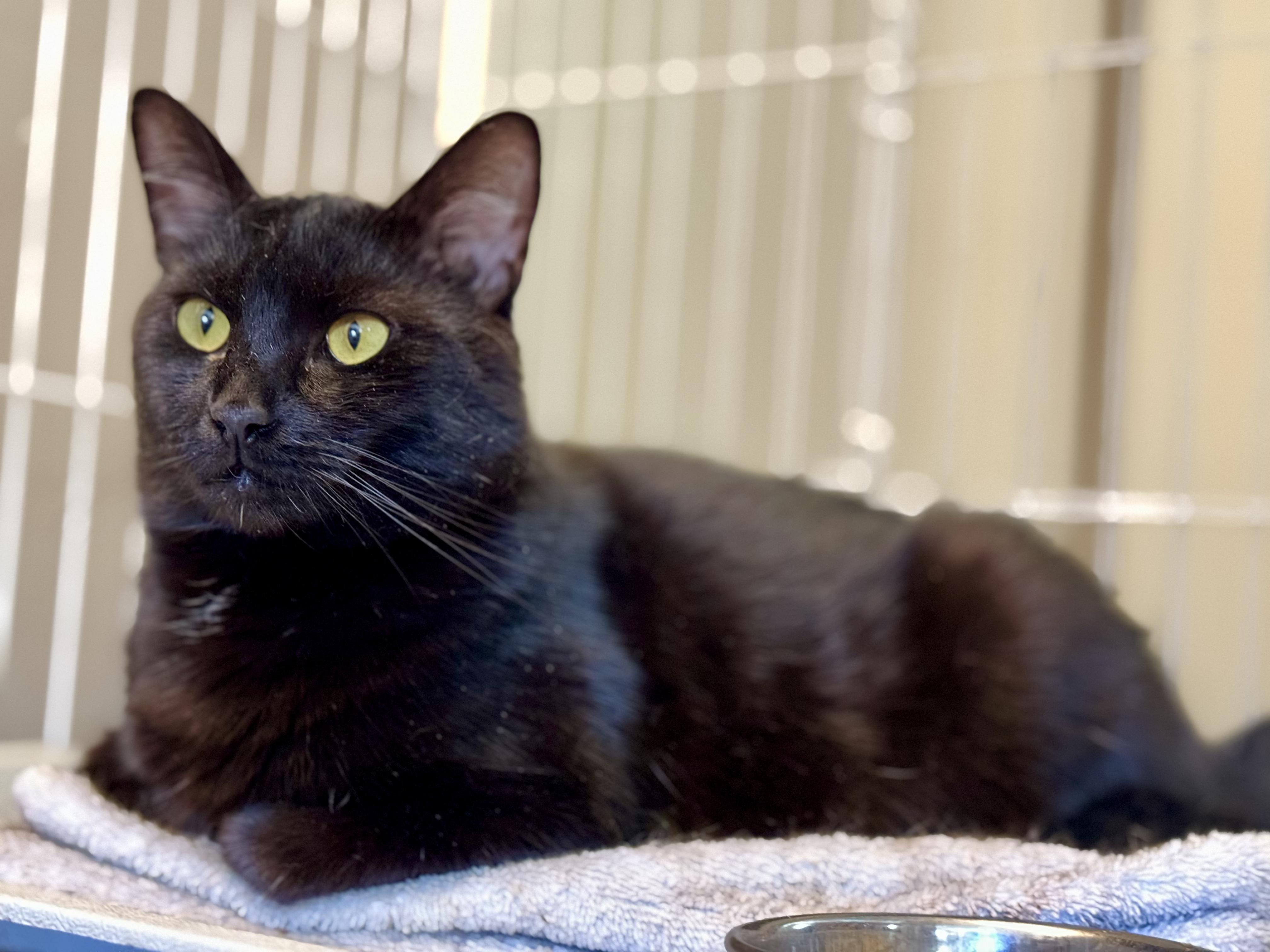 Augustus, an adoptable Bombay, Domestic Short Hair in Benicia, CA, 94510 | Photo Image 2