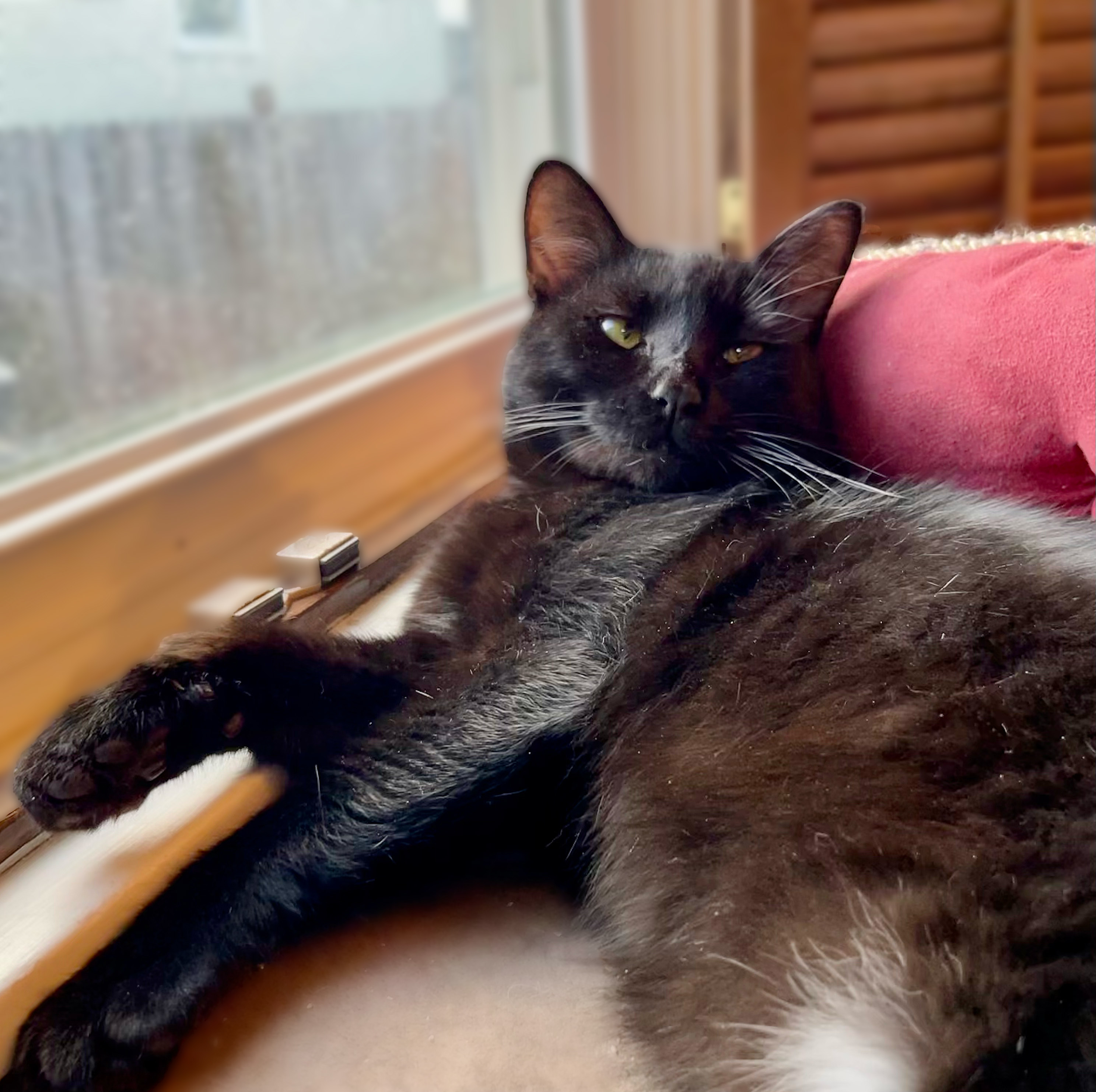 Augustus, an adoptable Bombay, Domestic Short Hair in Benicia, CA, 94510 | Photo Image 5
