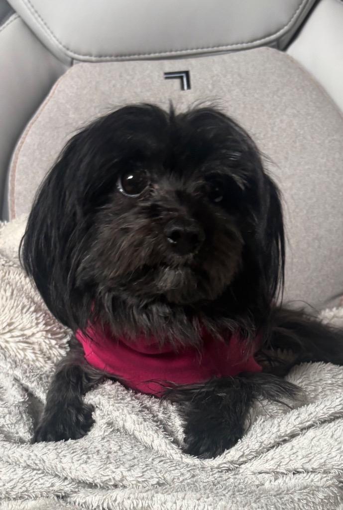 Nina, Adoptable, Adult Female Yorkshire Terrier & Pomeranian.