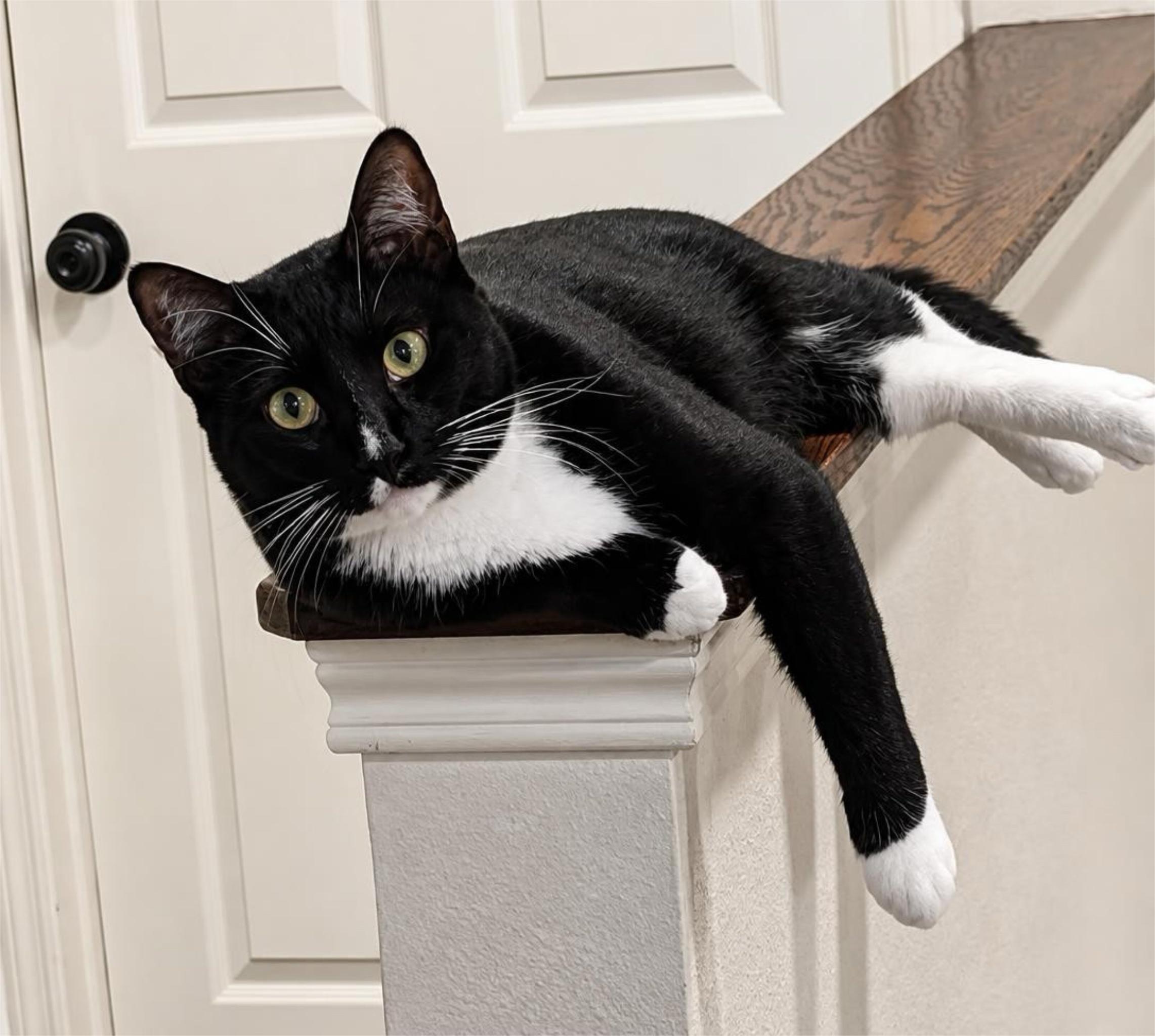 Griflet, ADOPTABLE, Young Male Domestic Short Hair & Tuxedo.