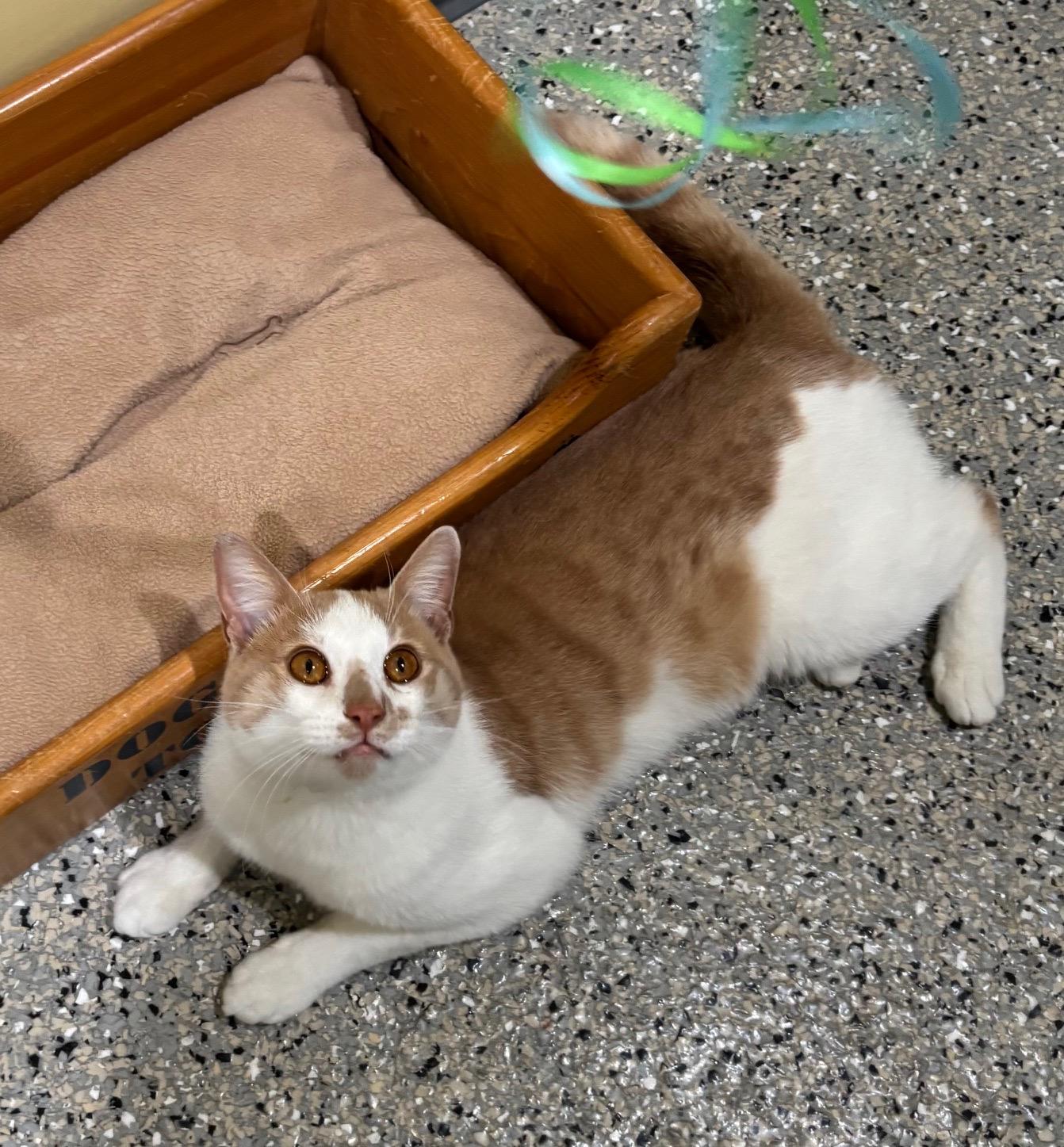 Enlarge Charlie, a Adopted Tabby in Kinnelon, NJ image 2/5