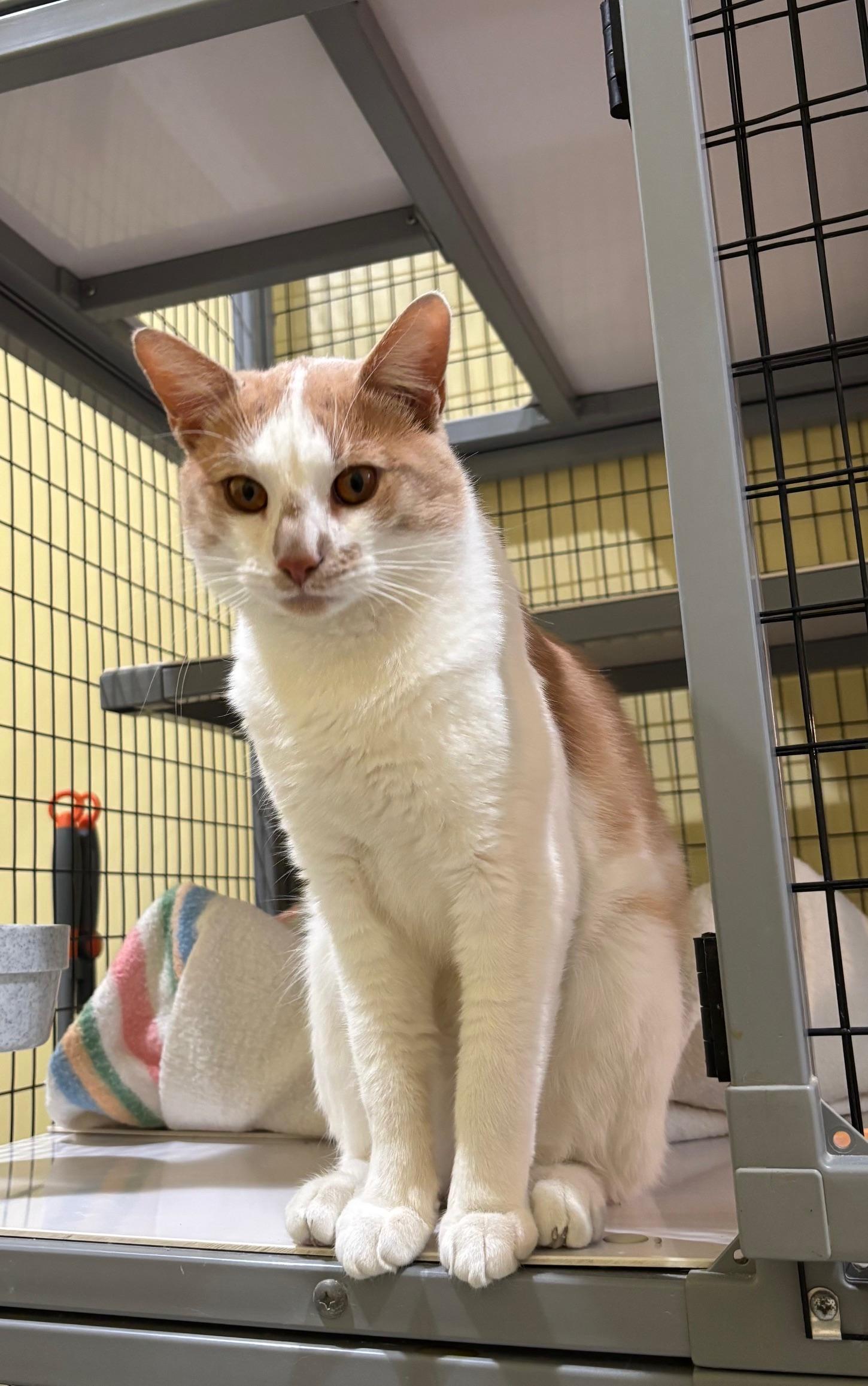 Enlarge Charlie, a Adopted Tabby in Kinnelon, NJ image 3/5