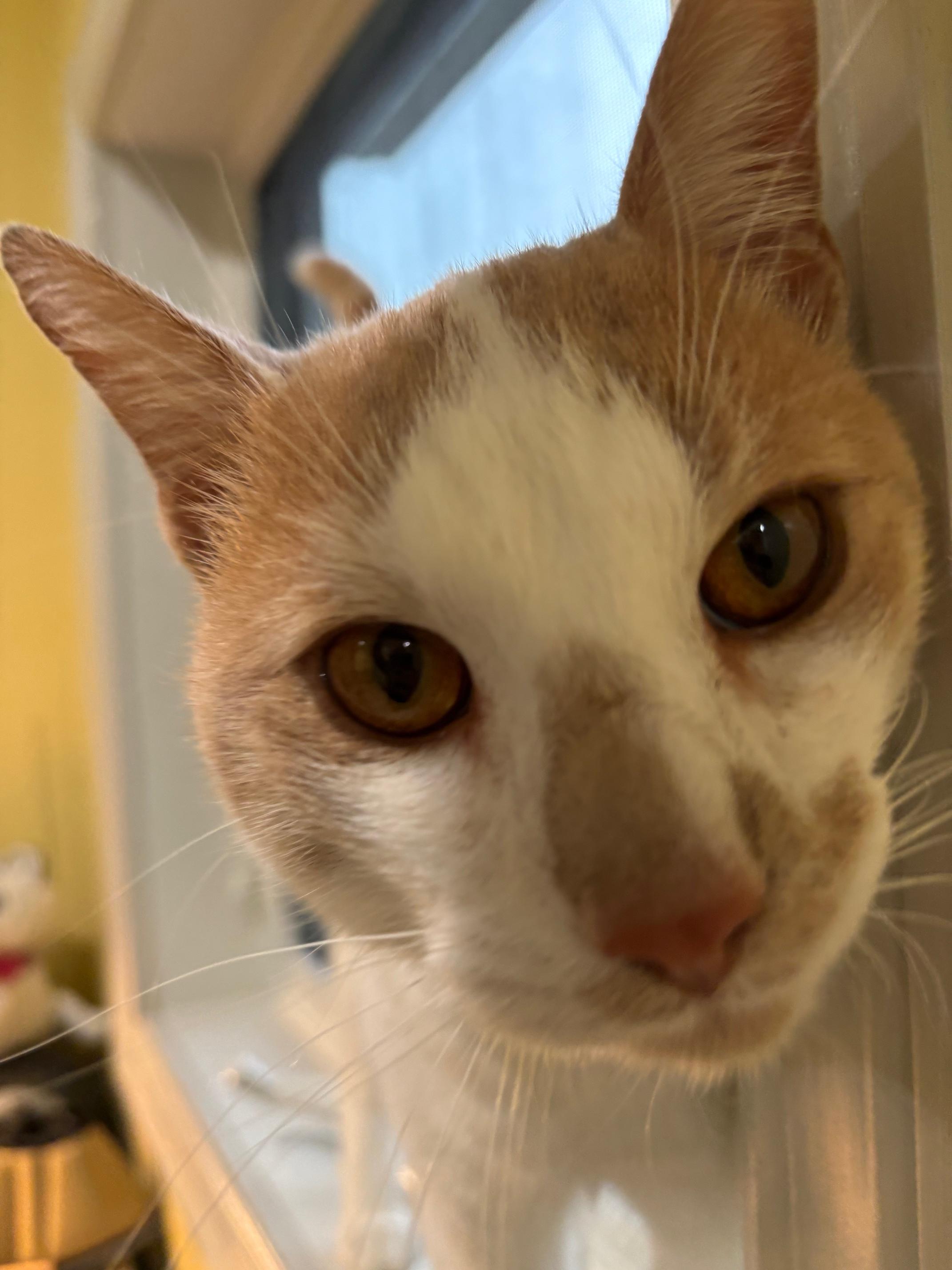 Enlarge Charlie, a Adopted Tabby in Kinnelon, NJ image 1/5