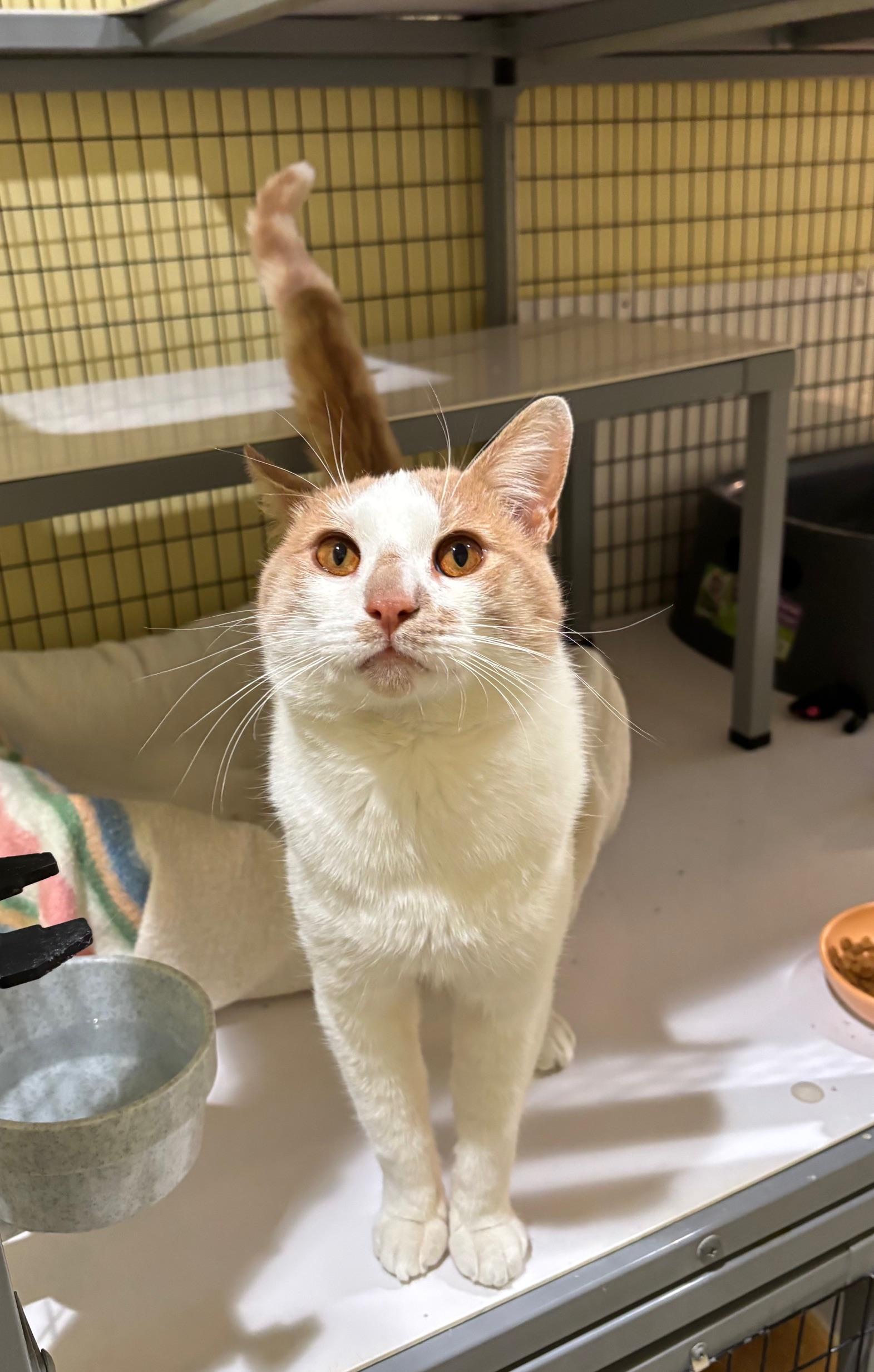 Enlarge Charlie, a Adopted Tabby in Kinnelon, NJ image 4/5