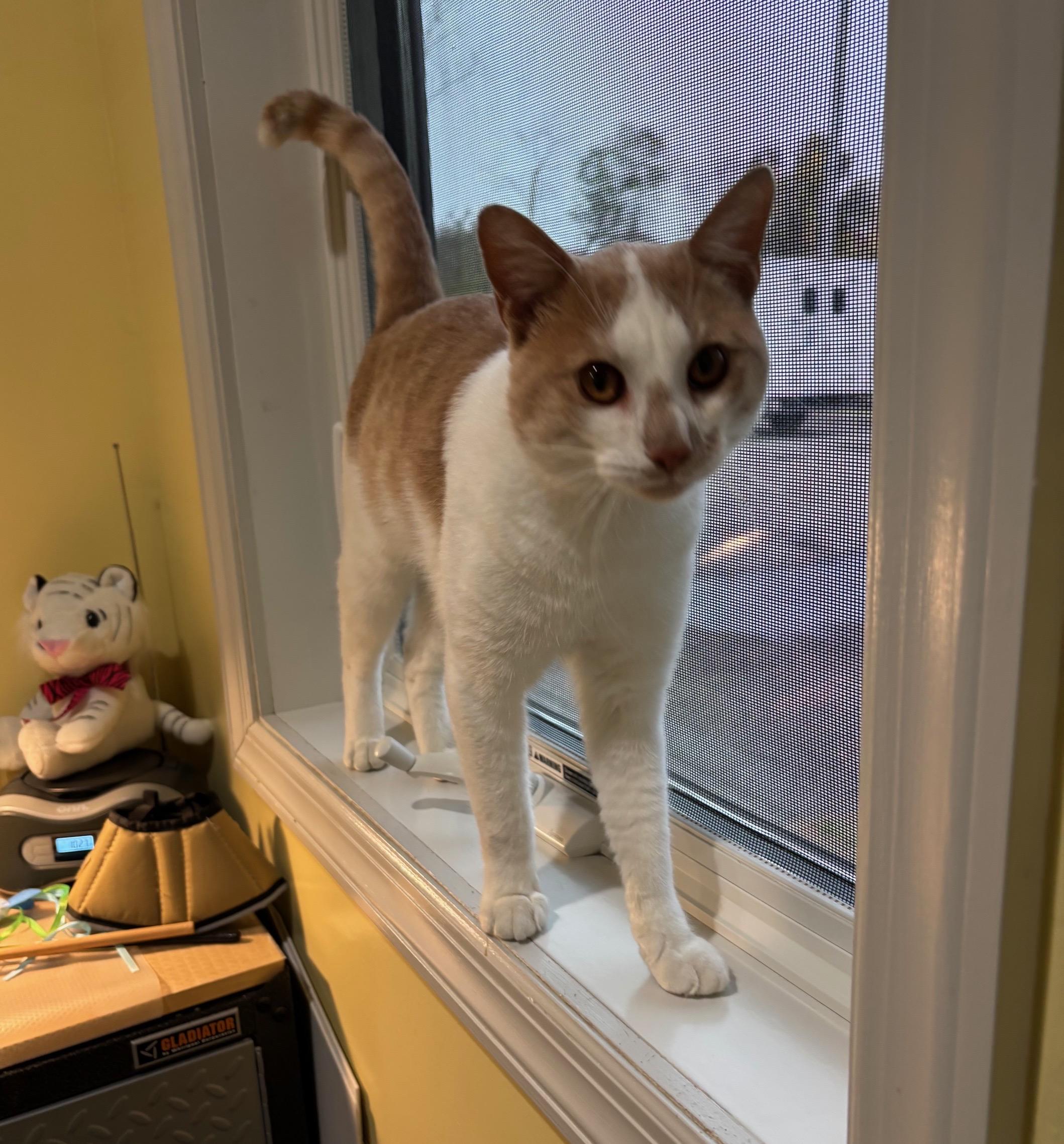 Enlarge Charlie, a Adopted Tabby in Kinnelon, NJ image 5/5