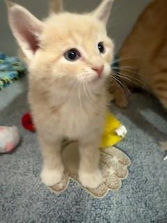 Rodeo, Adopted, Kitten Male Domestic Short Hair.