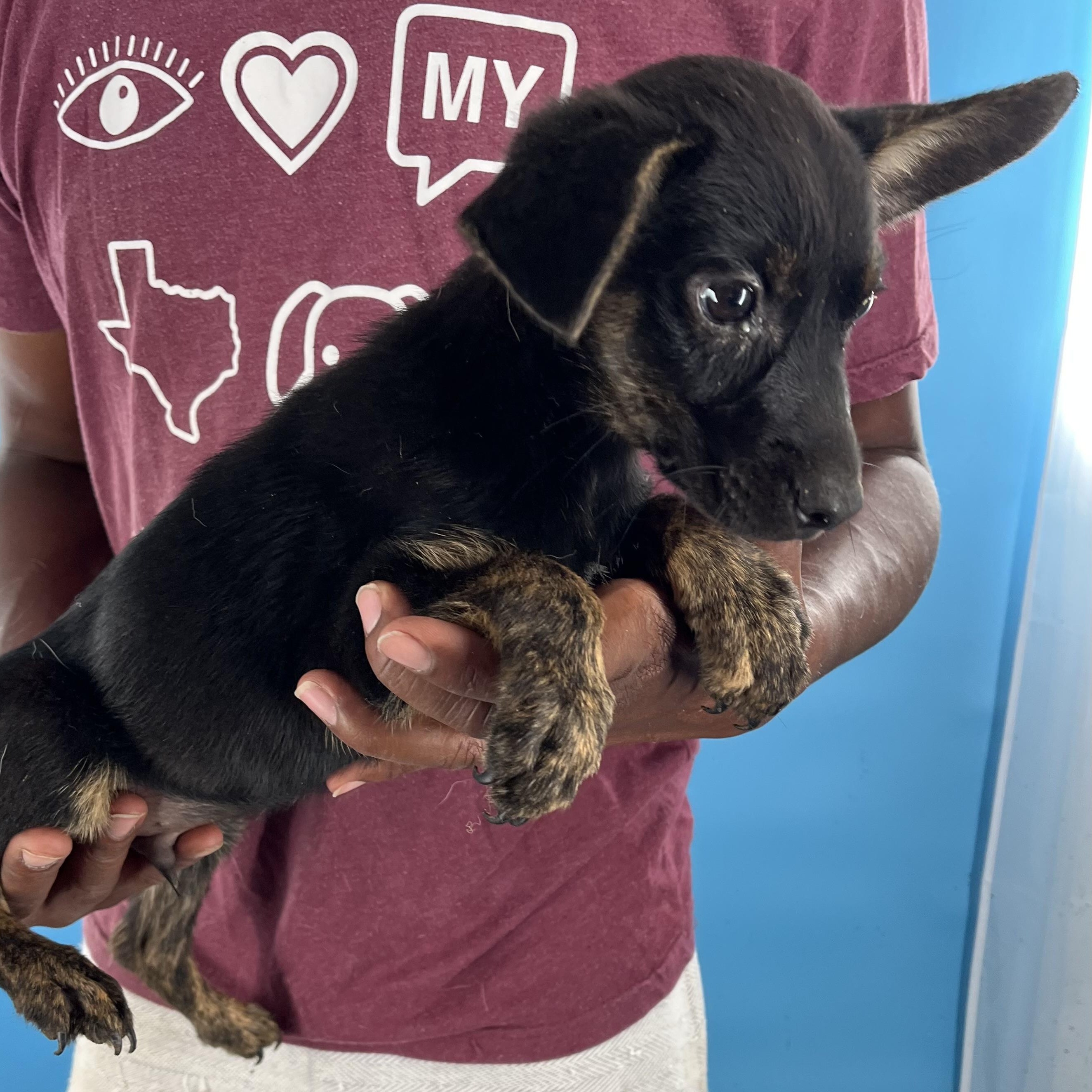 Roscoe - Local Sept 26-28