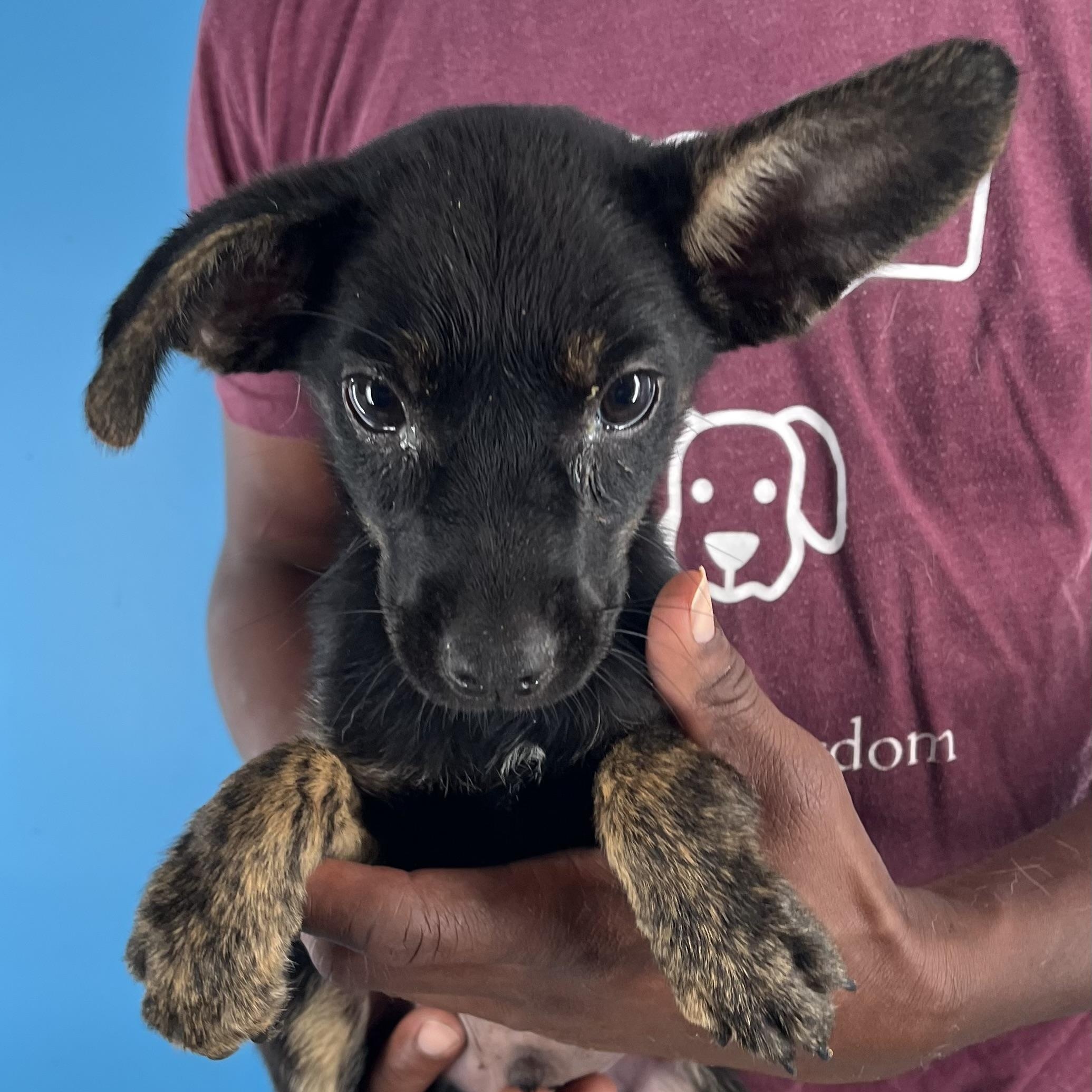 Roscoe - Local August 22-24, Baby Male unknown