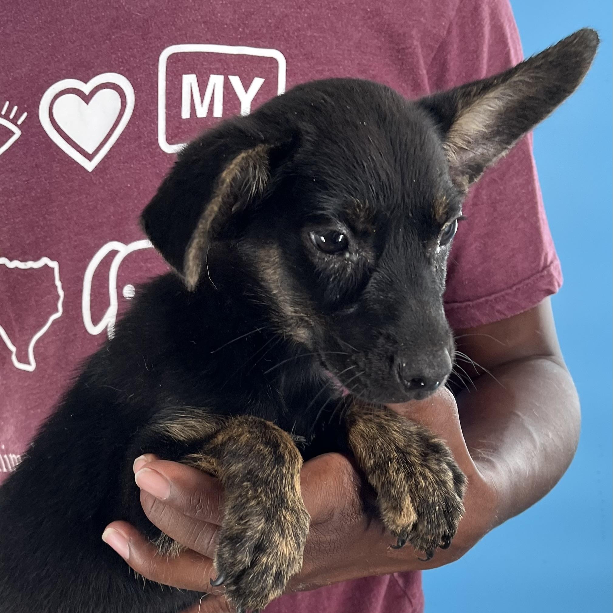 Roscoe - Local Sept 26-28