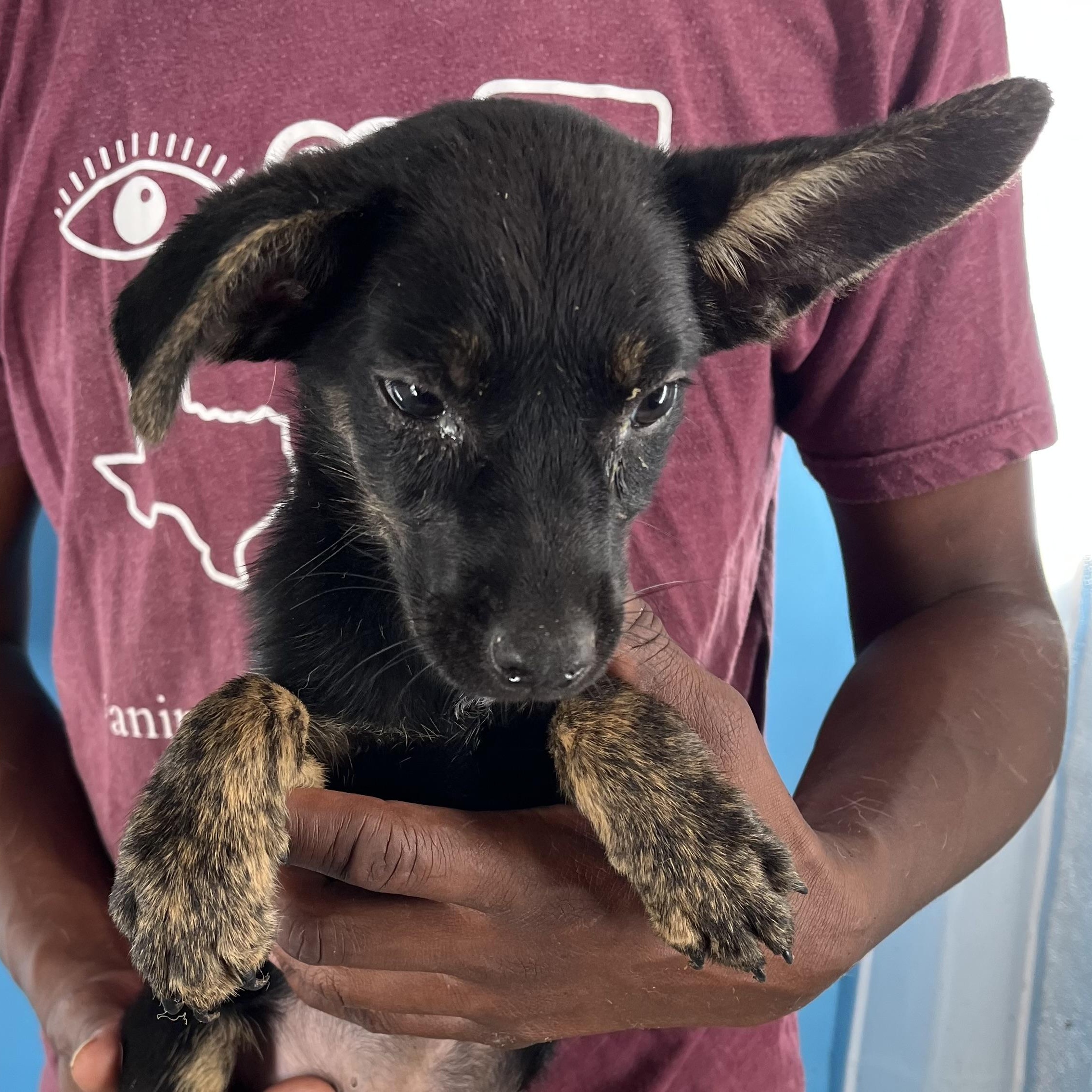 Roscoe - Local Sept 26-28