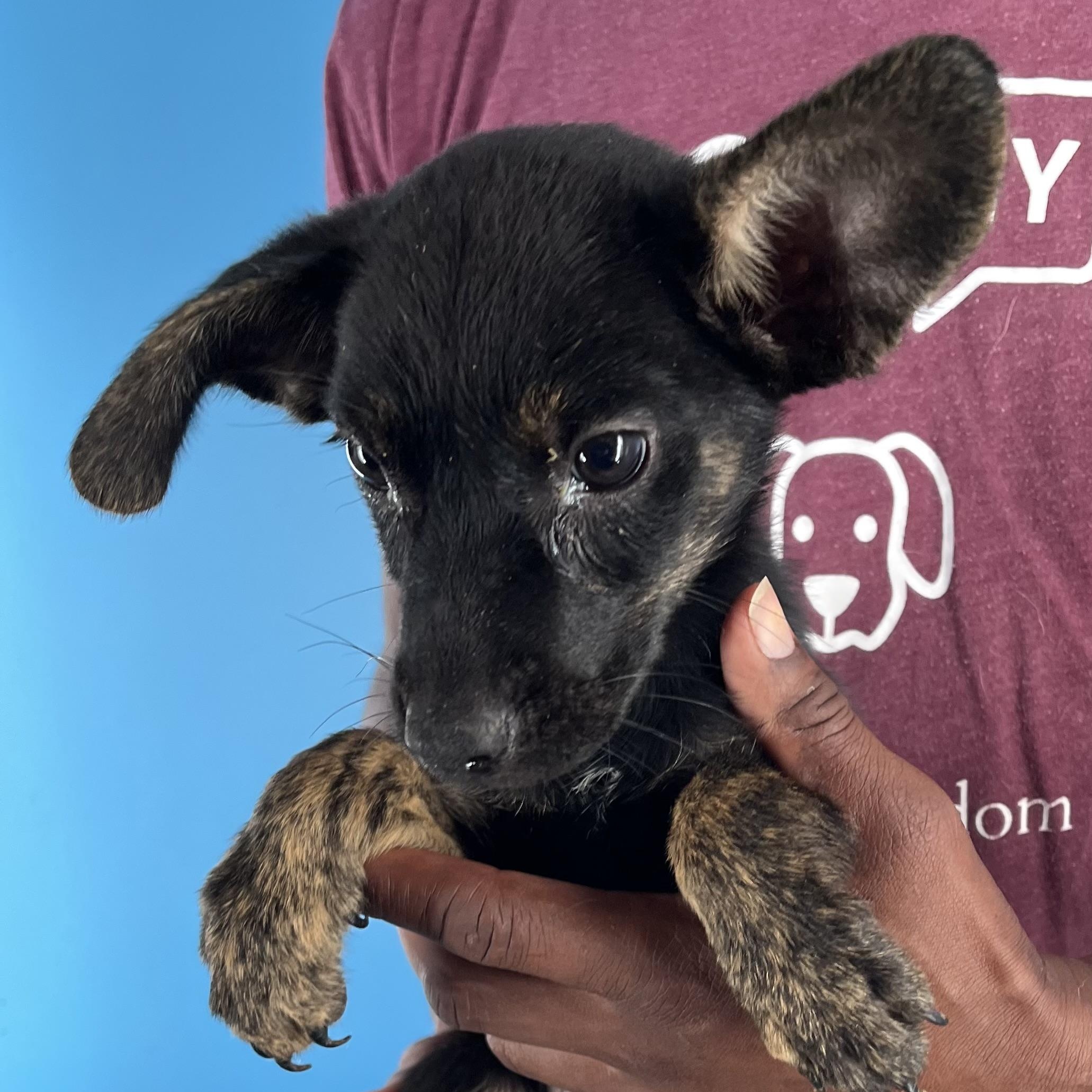 Roscoe - Local Sept 26-28