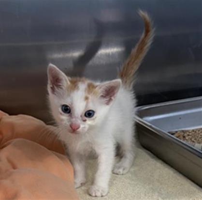 Enlarge CLOUDI- IN FOSTER, a Adoptable Domestic Medium Hair in Redlands, CA image 1/1