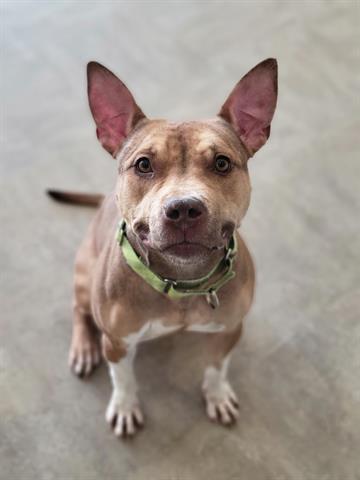 MIMI, Adoptable, Young Female Staffordshire Bull Terrier & Mixed Breed.