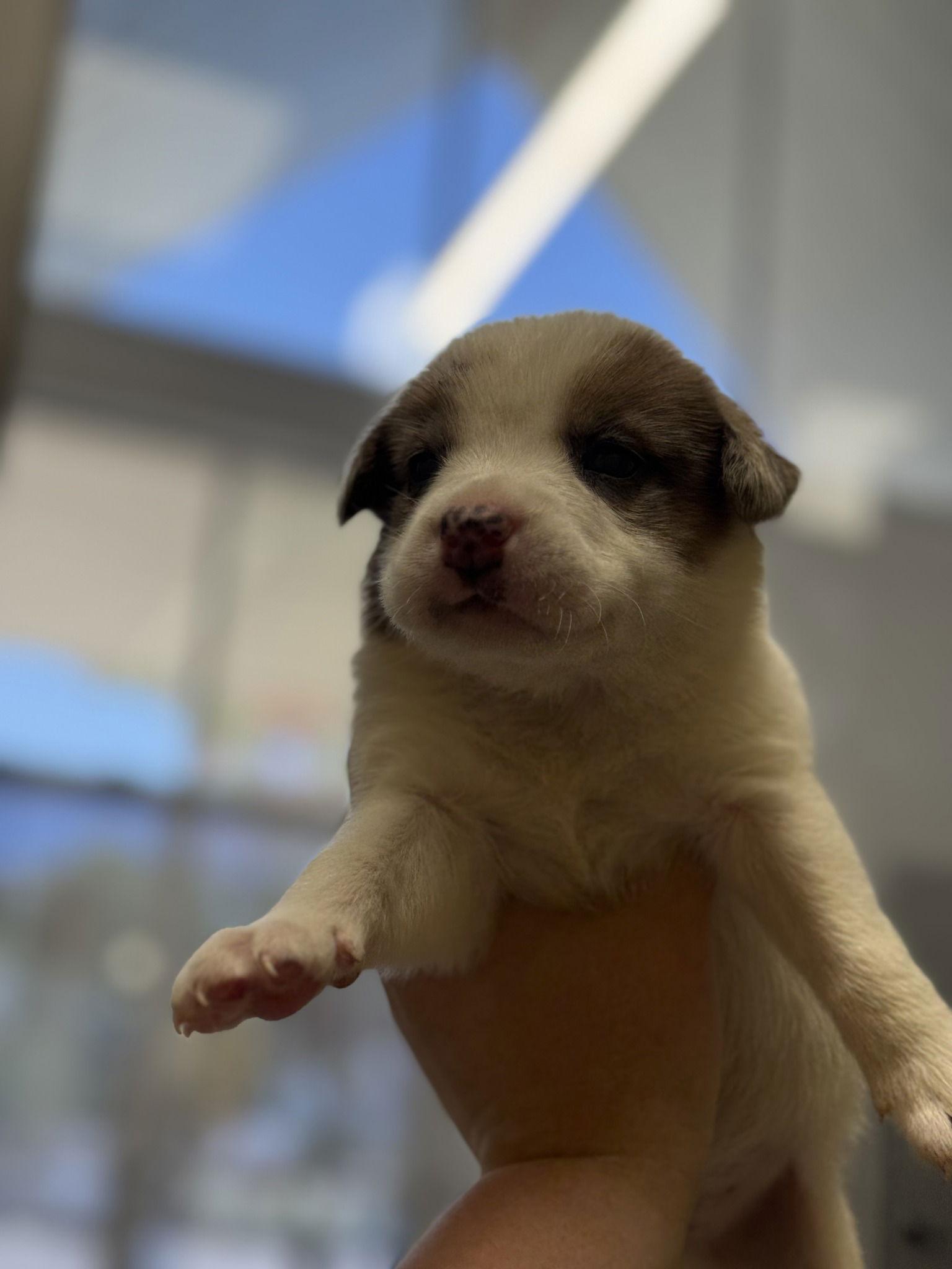 POPSICLE, Adopted, Young Male Mixed Breed.