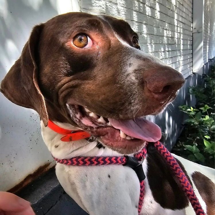Rusty, a Adoptable Pointer in Dallas, TX image 1/9
