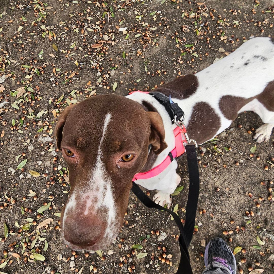 Rusty, a Adoptable Pointer in Dallas, TX image 2/9
