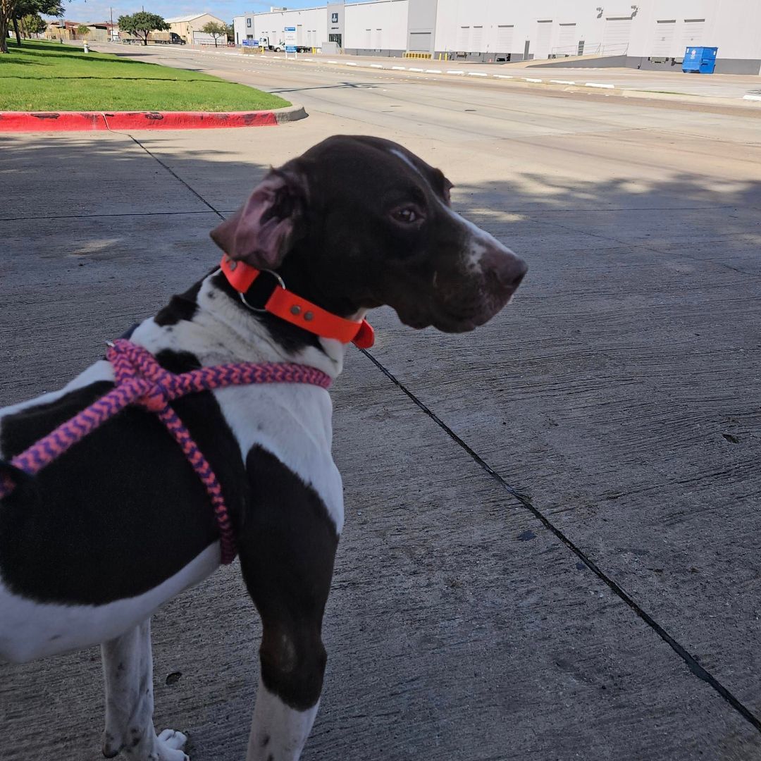 Rusty, Adoptable, Adult Male Pointer.