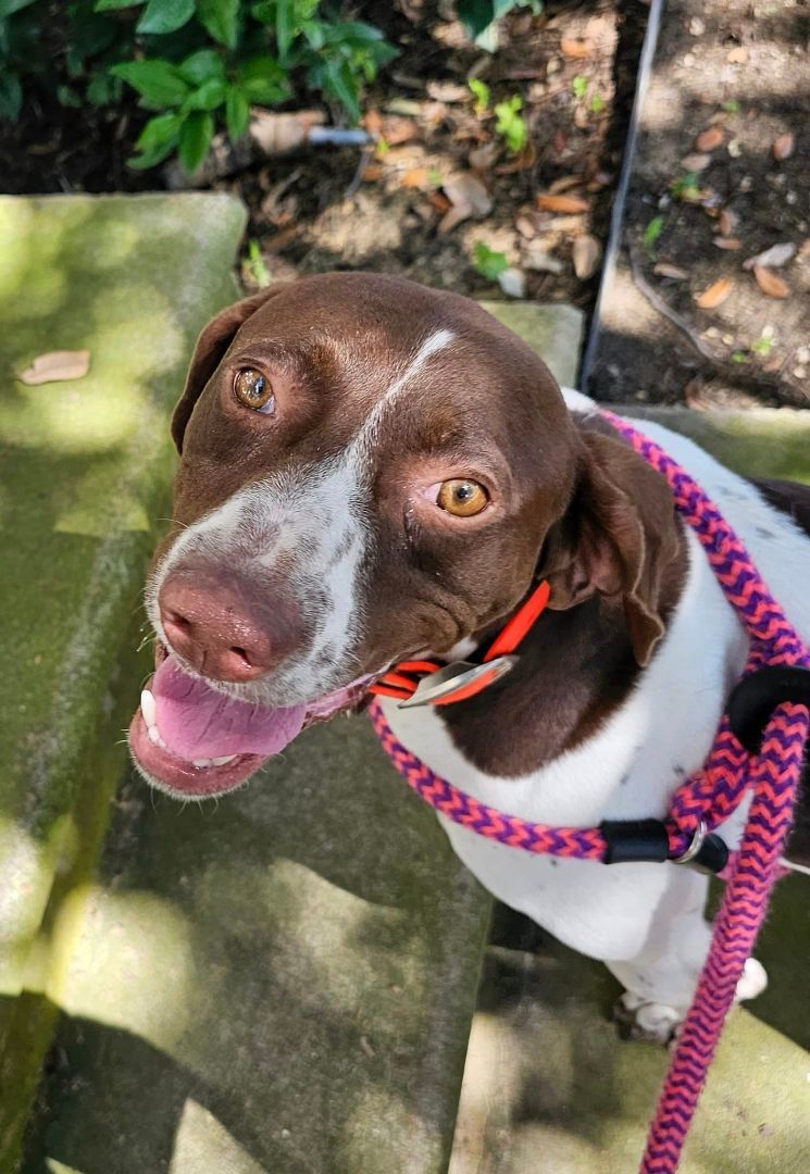 Rusty, a Adoptable Pointer in Dallas, TX image 4/9