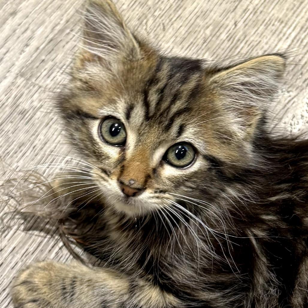 Axel, Adoptable, Kitten Male Domestic Medium Hair.