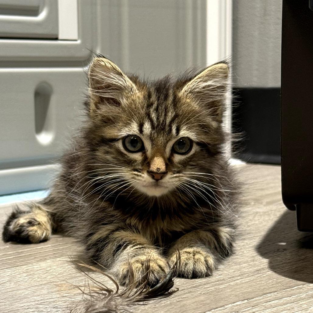 Axel, a Adoptable Domestic Medium Hair in Escondido, CA image 2/6