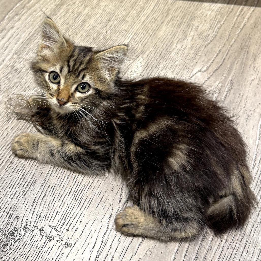 Axel, a Adoptable Domestic Medium Hair in Escondido, CA image 3/6