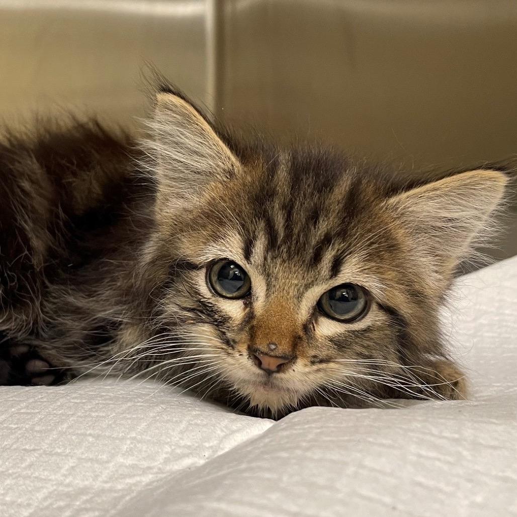 Axel, a Adoptable Domestic Medium Hair in Escondido, CA image 4/6