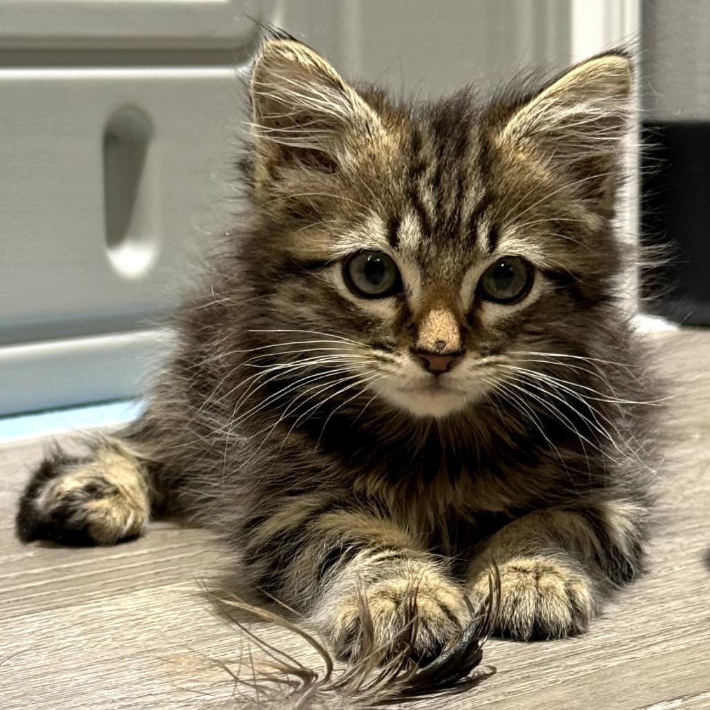 Axel, a Adoptable Domestic Medium Hair in Escondido, CA image 5/6