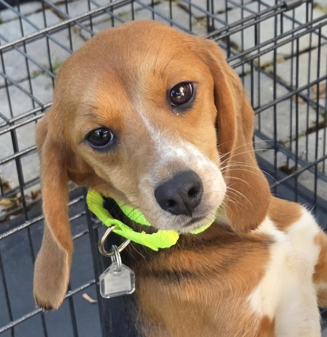 Enlarge Bella, a Adoptable Beagle in South Plainfield, NJ image 2/3