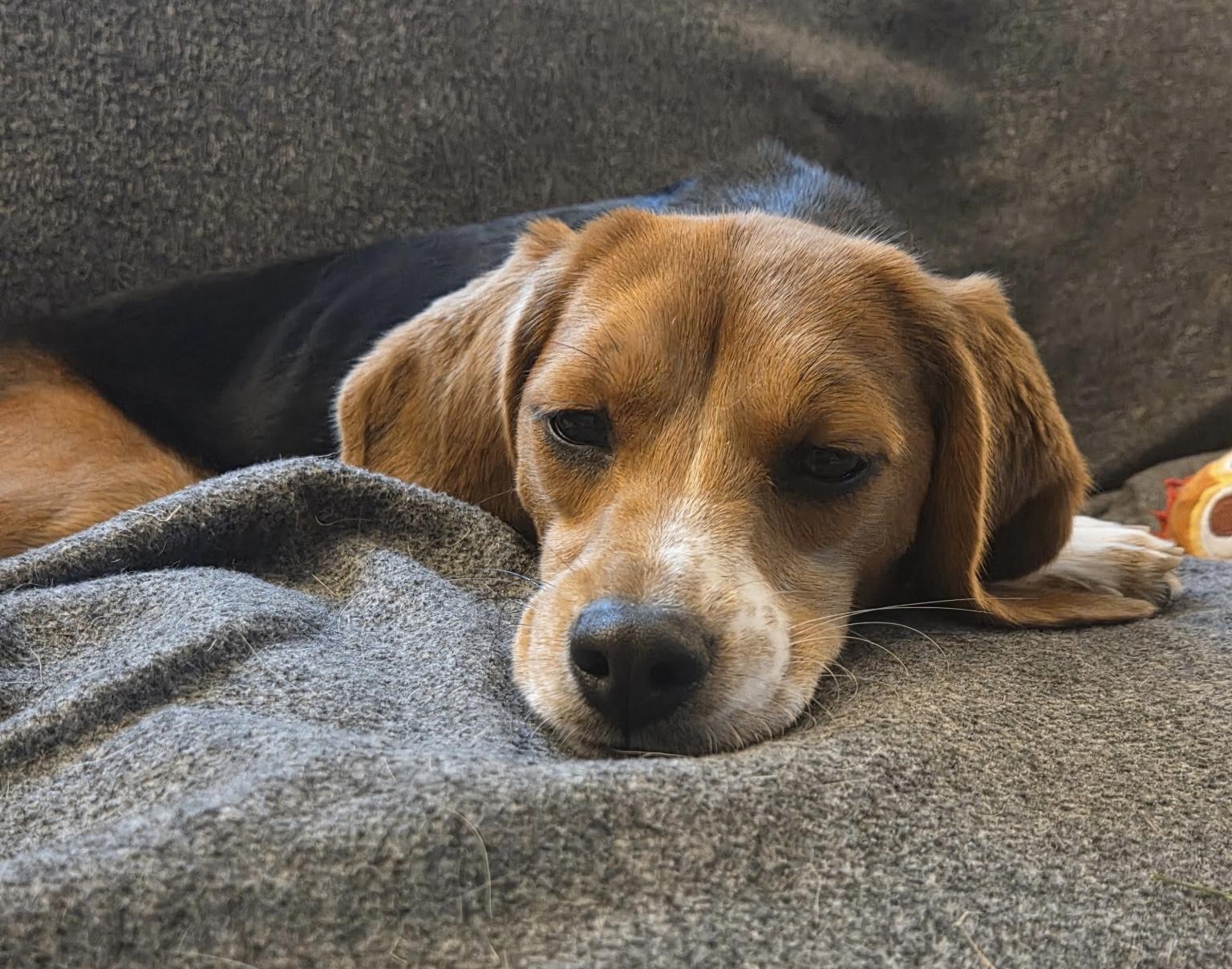 Bella, Adoptable, Young Female Beagle.