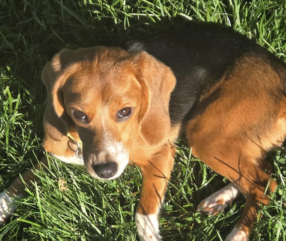 Enlarge Bella, a Adoptable Beagle in South Plainfield, NJ image 3/3